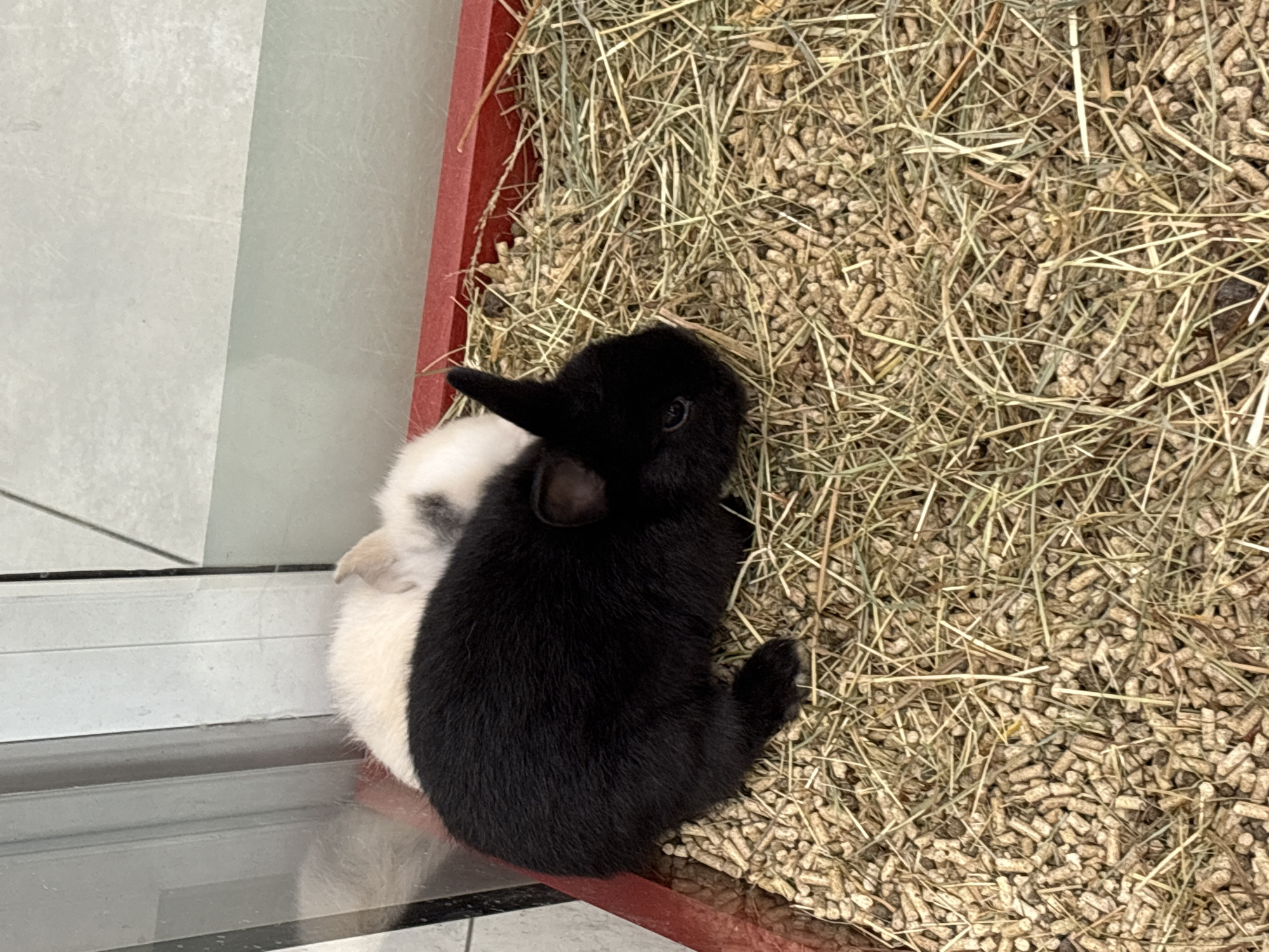 The image displays an indoor animal enclosure containing two small rabbits. No visual information is present to corroborate the specified location of Sofia, Bulgaria.
The primary subject in the foreground is a black rabbit, positioned on the left side of the frame, facing towards the right with its head slightly lowered. Its fur is uniformly black, and its left ear is visible, standing upright. Its body rests on a bedding composed of light brown cylindrical pellets and dried hay.
Behind and to the right of the black rabbit, a second rabbit is partially visible. This rabbit has predominantly white fur with some grey or light black markings, particularly around its head and neck. One ear is visible, appearing to be flopped over. The white rabbit is positioned closely against the black rabbit.
The enclosure features a distinct red rim or border, visible along the bottom and right edges of the frame. The bedding material consists of a mixture of numerous light brown, cylindrical pellets, densely packed on the left, and strands of light brown and greenish-yellow dried hay, which become more dominant towards the right side of the enclosure.
The background, above the red rim, consists of blurred reflections, indicating the presence of a transparent barrier, likely glass or clear plastic. These reflections show indistinct vertical and horizontal lines, suggesting architectural features or objects beyond the enclosure. The overall color palette of the background is light grey and white.
The rabbits appear to be stationary, either resting or huddling together within their enclosure. No human subjects or actions are discernible in the image.