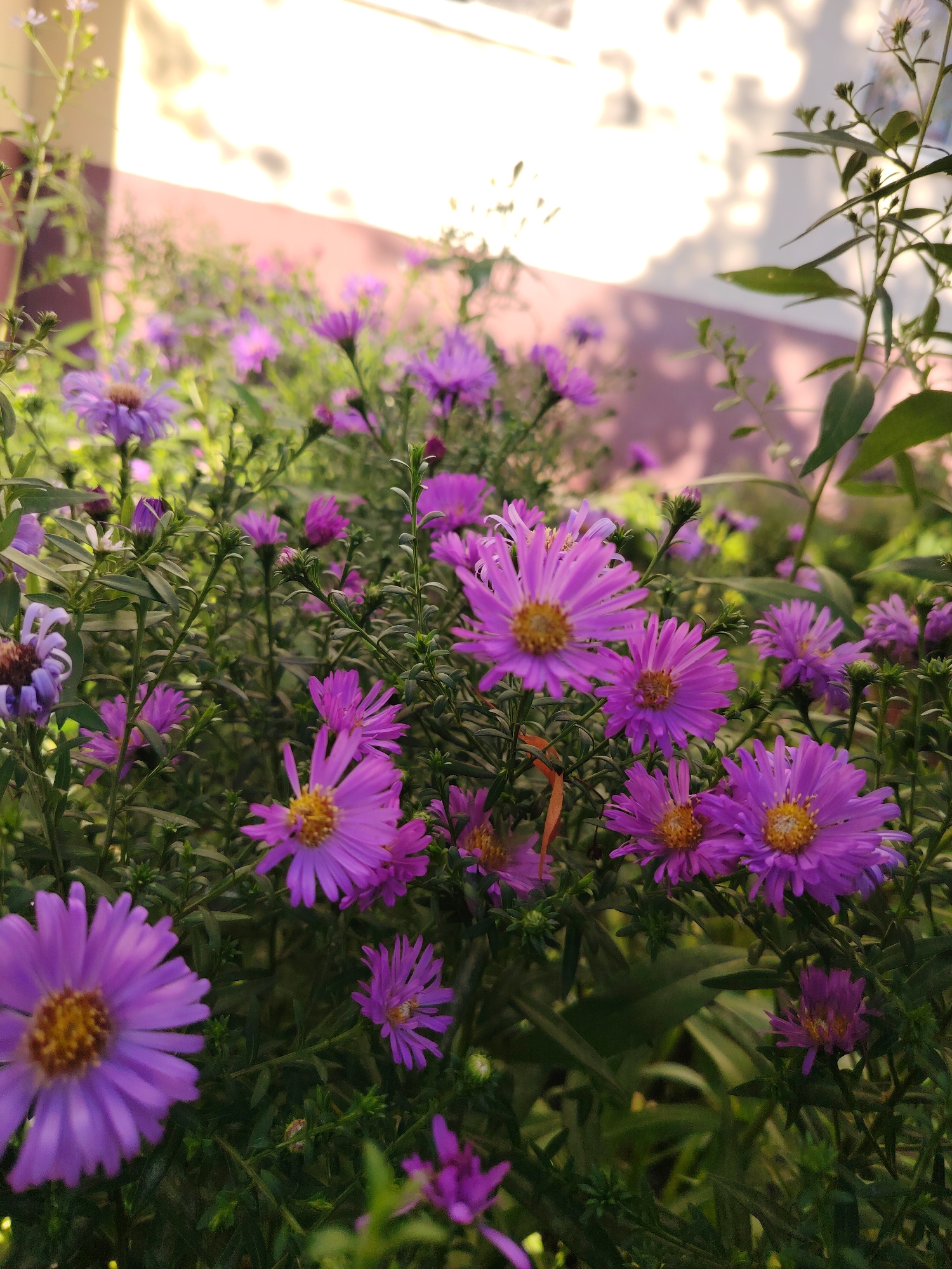 A close-up, low-angle shot captures a dense cluster of blooming purple asters in Solnechnogorsk, Russia. The flowers, varying in stage of bloom and focus, are the primary subjects, with their delicate petals and yellow centers visible. They are surrounded by lush green foliage and thin stems. In the background, a softly lit wall with a pinkish hue and shadows creates a blurred, atmospheric setting. The lighting suggests it is daytime, possibly late afternoon or early morning, with sunlight casting a warm glow on the upper portion of the image. No people or animals are present in the scene.