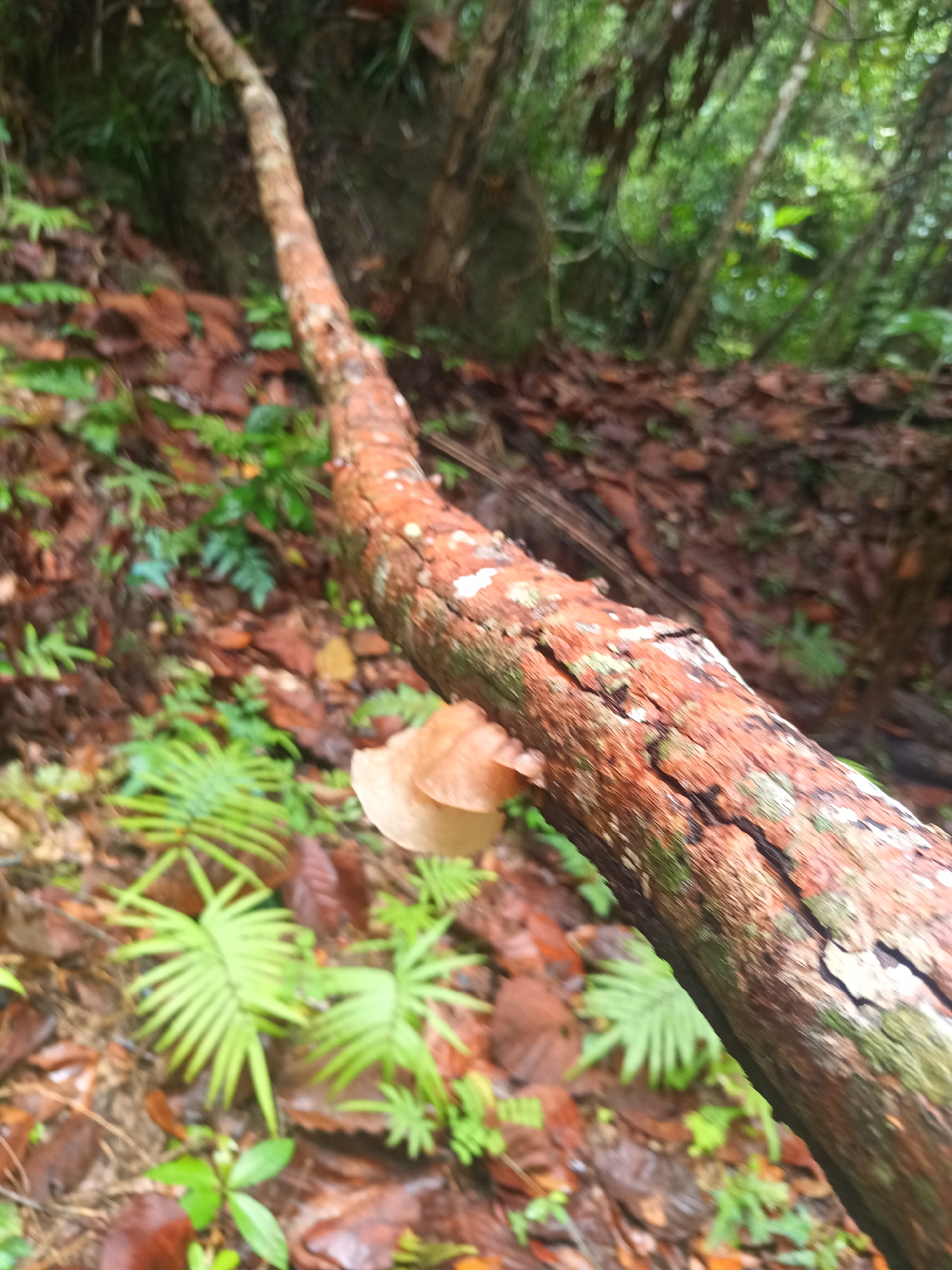 The scene is a close-up of a fallen, decaying tree branch in a lush, likely wet, forest environment. The bark of the branch is reddish-brown, cracked, and partially covered with green moss. A light brown mushroom grows out from the side of the branch. The ground around the branch is covered with fallen leaves and small ferns. The background is blurred, showing dense green foliage indicative of a tropical or subtropical forest. The image was taken in Baan Thong Nang, Thailand.