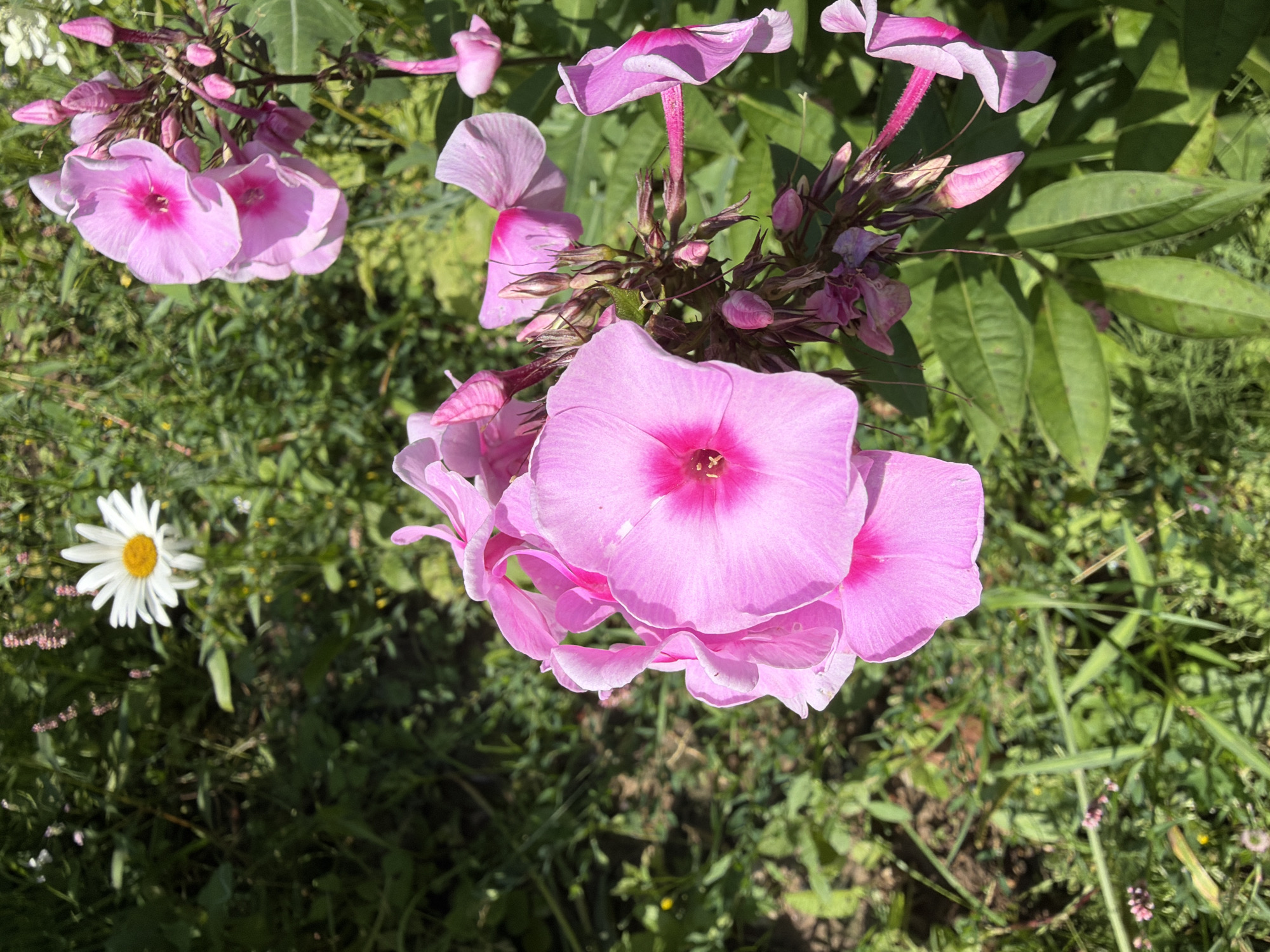 This is a close-up, eye-level, vertical, outdoor, natural light photograph of pink phlox flowers in bloom. The flowers are clustered on a stem, with some petals unfurling and others in bud form. The petals are a vibrant pink with a deeper pink center. In the background, out of focus, are green foliage and a white daisy with a yellow center. The location is the city of Gribki, Russia, with the image capturing a moment in a garden.