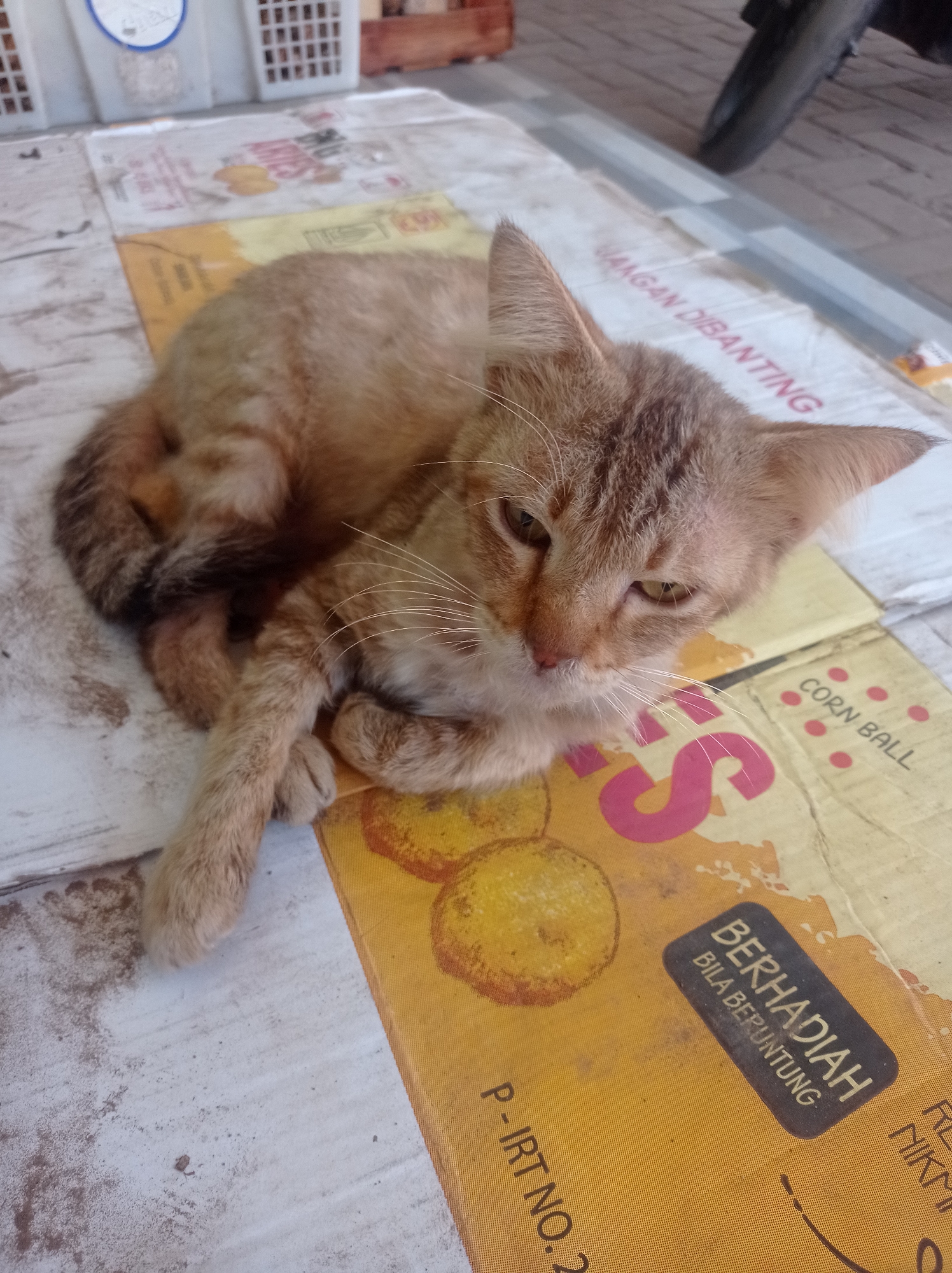 A ginger tabby cat is lying on its side on a surface composed of several flattened cardboard boxes. The cat is facing the camera with its eyes partially closed and its head resting on its paws. The background shows a blurred view of a motorcycle wheel and what appears to be a market stall. The cardboard boxes beneath the cat have various printed text and images, including the words "CORN BALL," "BERHADIAH BILA BEPUNTUNG," and what appears to be an Indonesian product registration number "P-IRT NO. 2". The scene is outdoors, suggested by the natural lighting. The location is identified as Pandanmulyo, Indonesia.