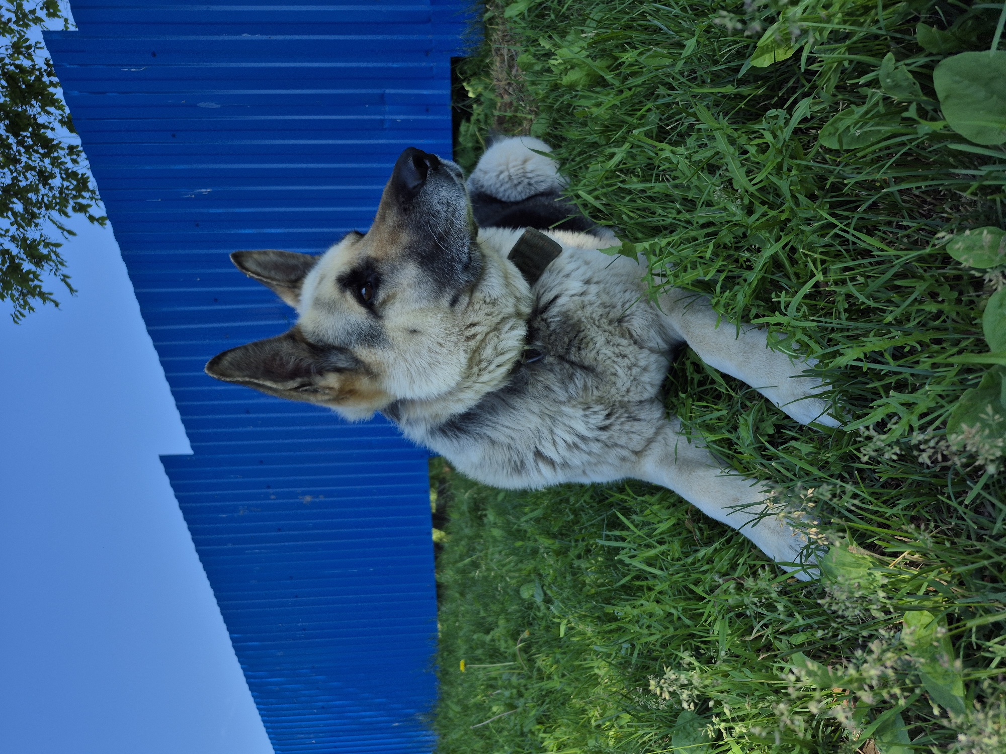 An adult German Shepherd dog lies on a green grassy lawn in front of a bright blue corrugated metal fence under a clear blue sky. The dog is facing to the right of the frame, with its head tilted slightly upwards. Its fur is a mix of tan, black, and grey. The dog is wearing a dark collar. The grass is lush and appears to be growing in a yard or park setting. The fence is tall and extends across the background of the image. Sunlight illuminates the scene from the right, casting subtle shadows on the grass. There are no people visible in the image. This scene is likely from the city of Дойная, Russia, given the context.
