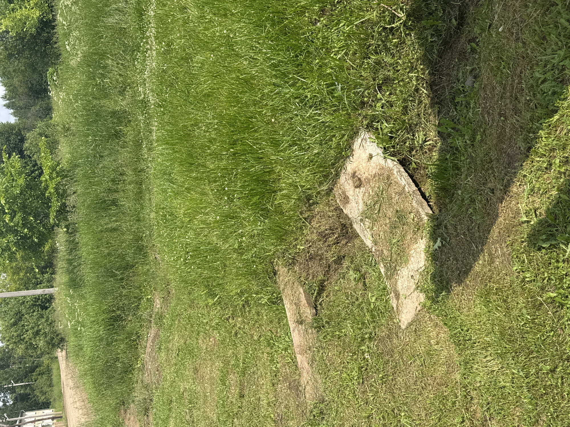 The image depicts an outdoor scene in the village of Borodulino, Russia, characterized by lush green grass and a dirt path. Two concrete slabs are partially visible, positioned on the ground and covered by grass. One slab is oriented horizontally in the lower part of the frame, while another, slightly higher and to the left, is angled diagonally. A small patch of disturbed earth is present between these two slabs. The surrounding environment consists of tall grass, with trees and foliage visible in the background, suggesting a rural or semi-rural setting. The lighting indicates it is daytime, with shadows cast on the grass. There are no people or animals present in the image.