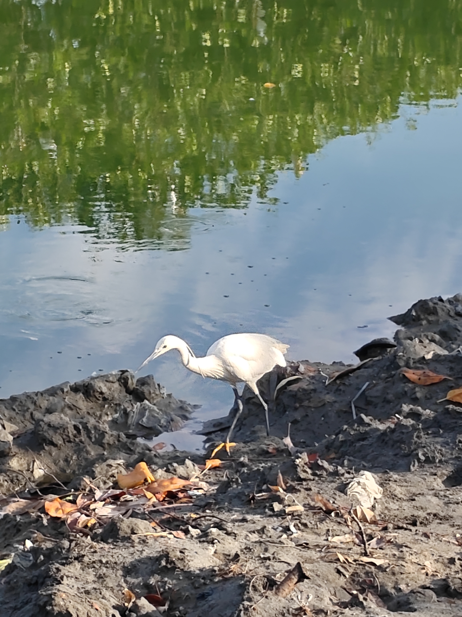 The image shows a white heron standing on a muddy bank at the edge of a body of water. The water surface reflects the sky and surrounding trees, creating a blurred, green and blue pattern. The heron has a long, pointed beak and yellow feet. The muddy bank is covered with fallen leaves and debris. The location is Lhokseumawe, Indonesia.