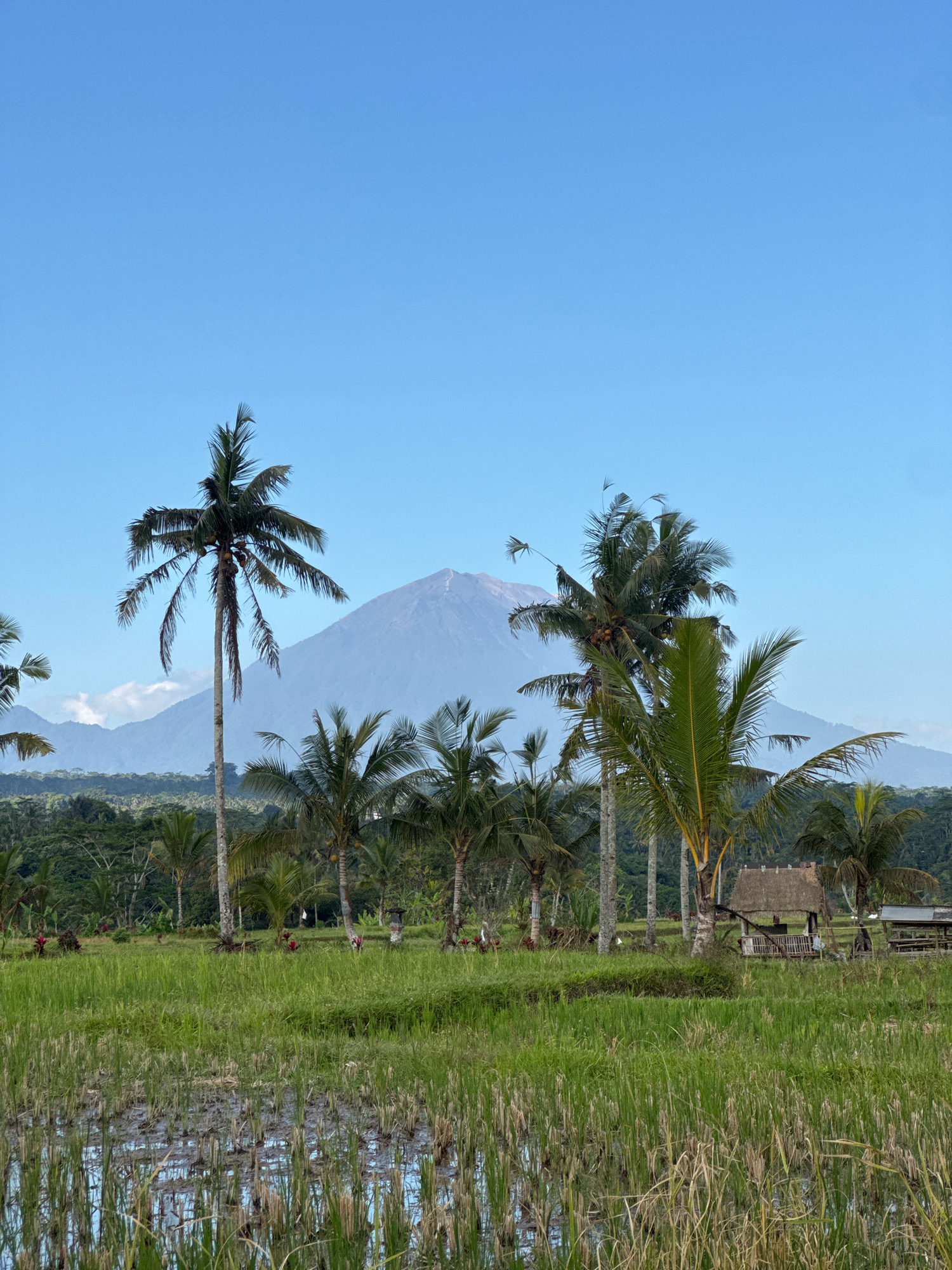 A serene, natural landscape scene unfolds under a clear blue sky. In the foreground, a lush, green rice paddy stretches out, with rows of young rice stalks standing in shallow water. Beyond the paddy, a cluster of tall palm trees with their characteristic fronds creates a tropical ambiance. In the middle ground, the terrain rises slightly, revealing more dense green foliage and interspersed palm trees. Two small, thatched-roof structures, likely huts or pavilions, are visible among the trees. In the distance, a majestic, mist-shrouded mountain range dominates the horizon, its peak visible against the sky. This scene is consistent with the picturesque scenery found in Tegallalang, Indonesia, known for its stunning rice terraces and volcanic landscapes.