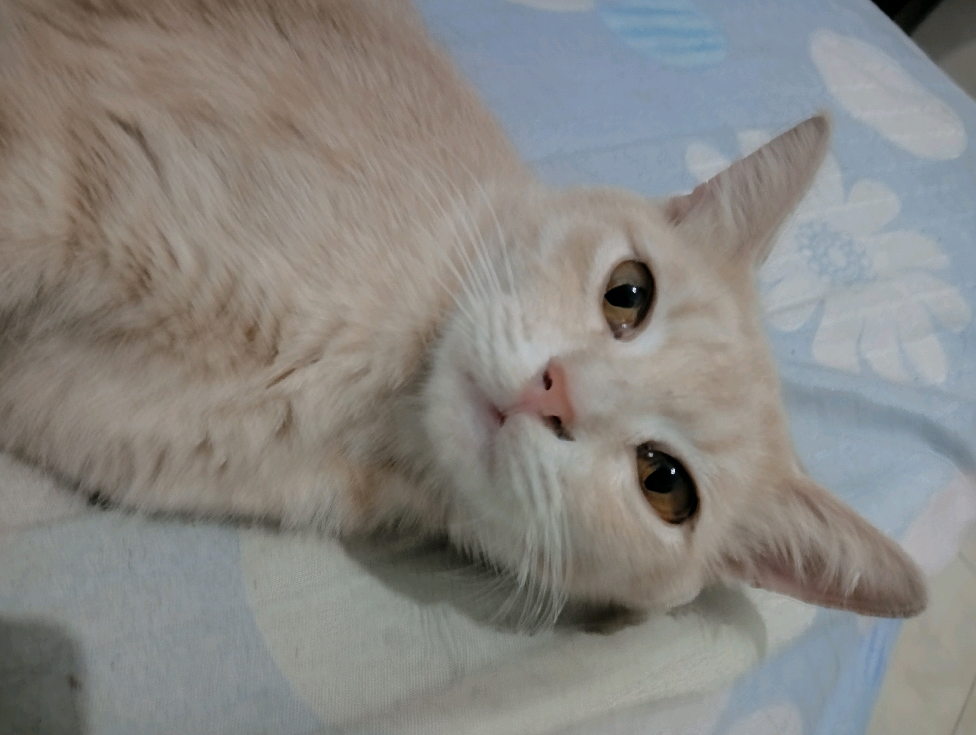 A light-colored cat with amber eyes is lying on a blue and white patterned surface. The cat's fur is short and appears to be a peachy-tan color with some darker tabby markings on its back. The cat is facing the viewer with its head slightly tilted and its ears are pointed upwards. The background consists of a soft fabric with a floral pattern. The image is taken from a slightly elevated angle, looking down at the cat.
