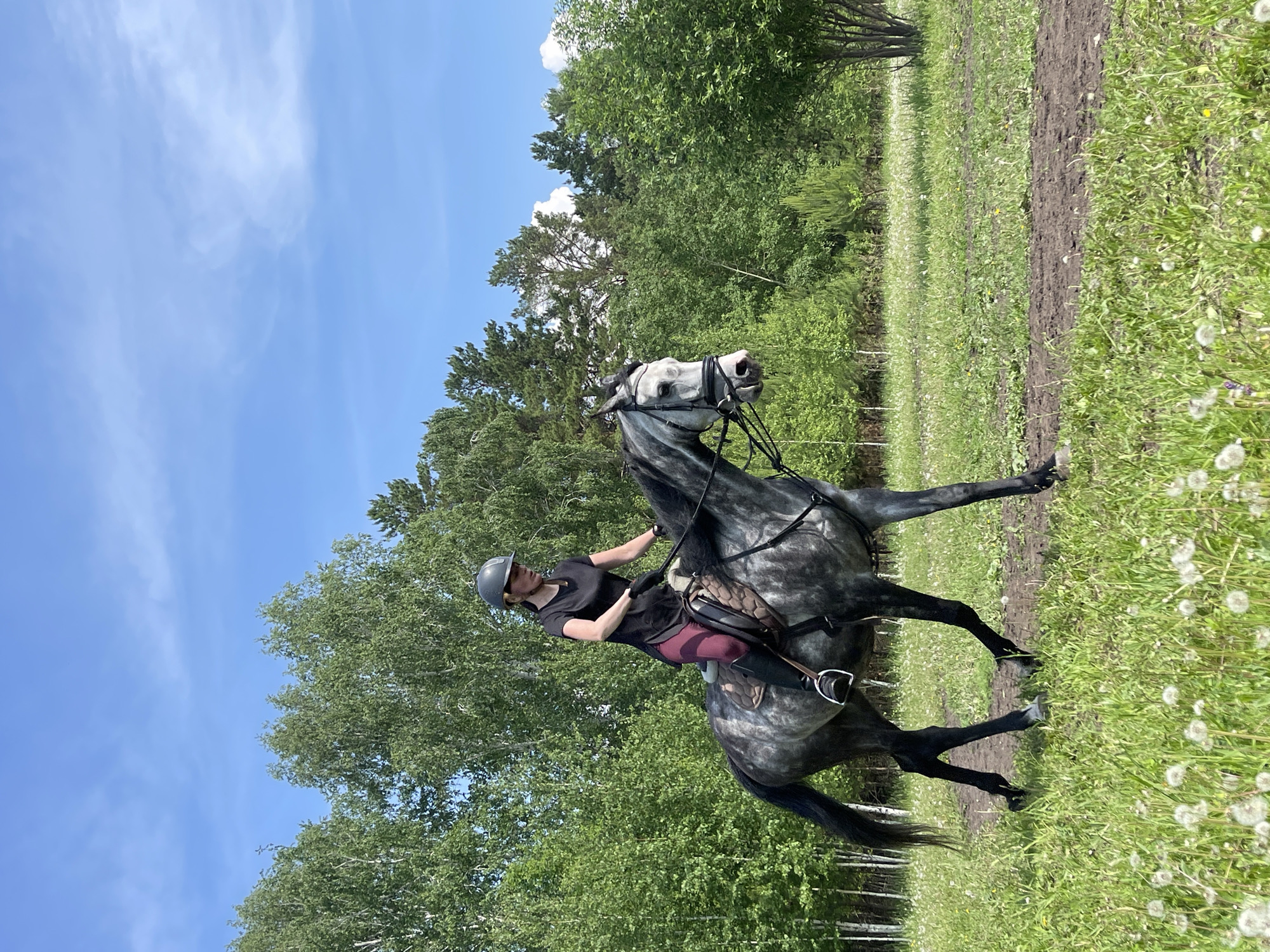 A woman is riding a dappled grey horse through a grassy field with dandelions. She is wearing a black t-shirt, dark leggings, riding boots, and a grey helmet. The horse has a bridle and saddle. In the background, there is a dense line of green trees, and the sky is blue with scattered white clouds. The image appears to have been taken in a rural or park-like setting on a sunny day. The location is identified as Elita, Russia.