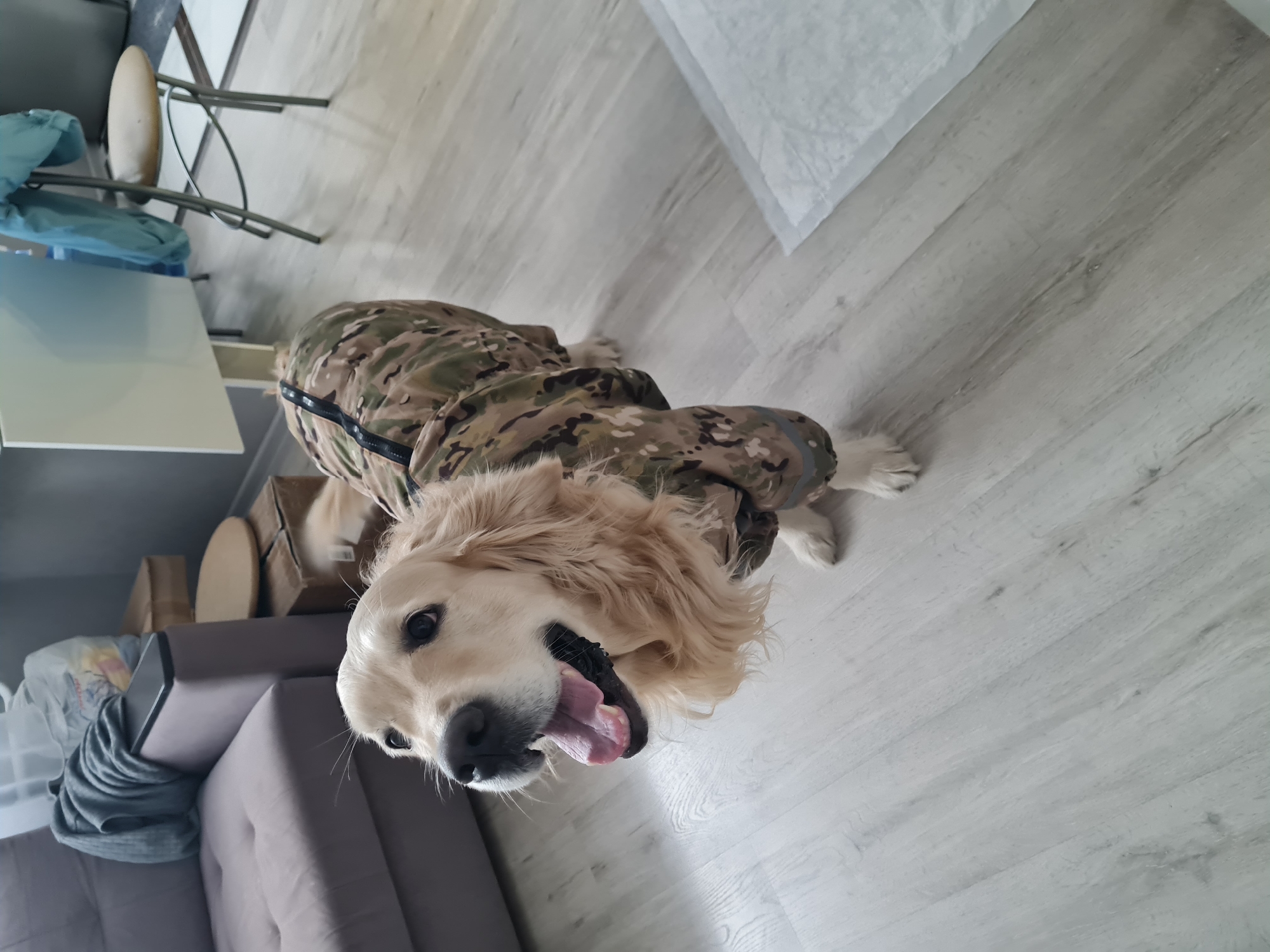 A golden retriever dog wearing a camouflage coat is lying on a light-colored wood floor, with its head facing the viewer. The dog's tongue is out, and it appears to be panting. In the background, there is furniture including a gray couch, a white table with chairs, and cardboard boxes. A white pad is in the top right corner of the image. The location is likely indoors in a home setting. The city of Chaikovsky, Russia, cannot be confirmed from the image.