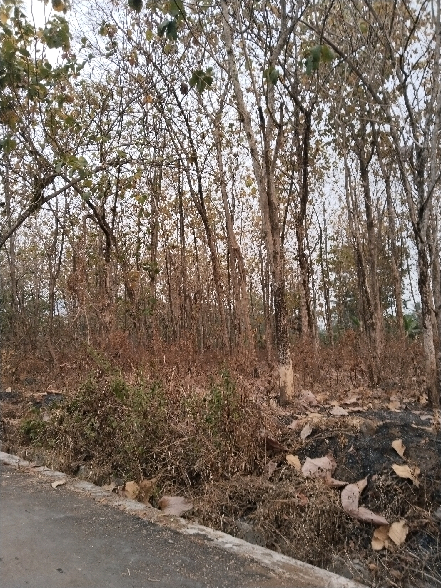 In Sangkanjaya, Indonesia, this image captures a natural environment characterized by a dense stand of trees with mostly bare branches, suggesting a dry season or deciduous forest. The ground is covered in dry grass, fallen leaves, and dark soil, possibly indicating a recent burn or natural decay. The scene is bordered by a paved road on the left, with a concrete edge separating it from the overgrown terrain. The sky above is overcast, contributing to the muted tones of the landscape. There are no people or animals visible in the image.