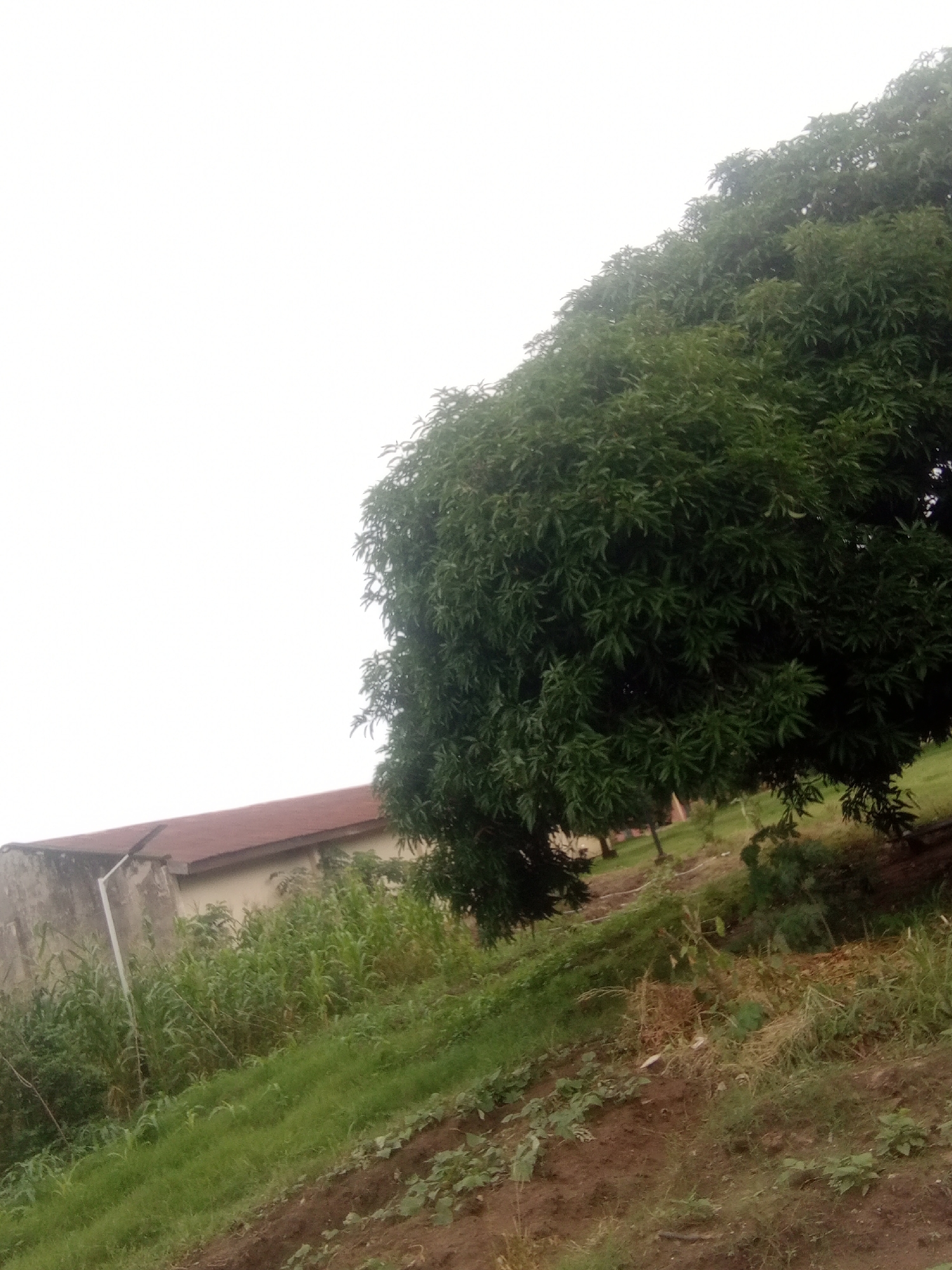 This is a photograph of an outdoor scene in Jalingo, Nigeria. The foreground shows a slope covered in grass and some patches of bare earth. In the midground, there is lush green vegetation, including tall stalks of what appears to be maize or sorghum, and a large, dense tree with dark green leaves. To the left, part of a building is visible, featuring a grey concrete wall and a reddish-brown roof. A white downpipe runs down the side of the building. The background is dominated by a bright, overcast sky, suggesting it is daytime, possibly morning or late afternoon. The overall impression is a rural or semi-rural setting, with a focus on vegetation and a simple structure. There is no activity or event taking place; it is a still scene. No people are visible, and no text is present in the image. The weather appears to be cloudy or hazy, typical of a humid climate.