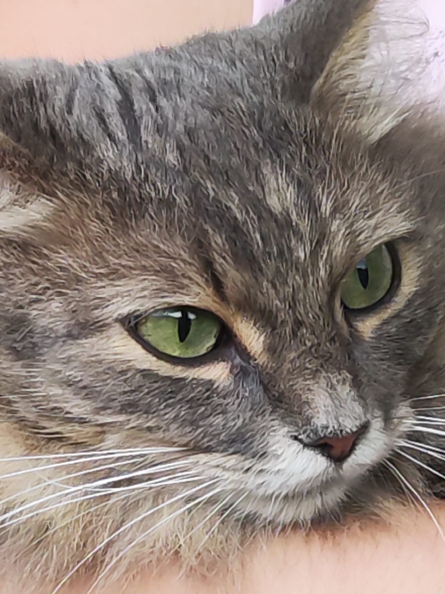 This is a close-up, waist-up shot of a gray tabby cat. The cat has bright green eyes and long white whiskers. The fur appears to be a mix of gray, black, and white. The cat's nose is pink. The background is blurry, but appears to be a light pinkish-peach color, possibly clothing or a blanket. The cat's head is tilted slightly to its right. The lighting is soft, suggesting it might be indoors or on a cloudy day. There is no visible text in the image. The setting is likely a home environment. The cat appears calm and relaxed.