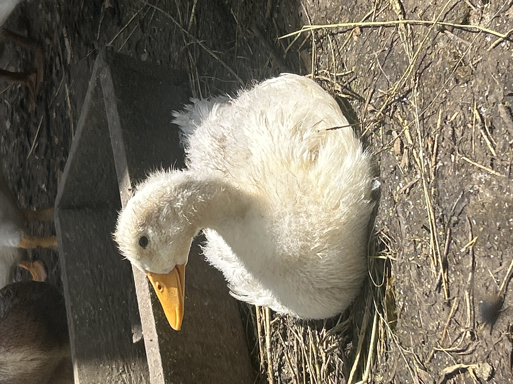 A fluffy, white duckling with a bright orange beak is sitting on a bed of straw and dirt. The duckling is facing to the left, its head turned slightly. In the background, a grey, concrete feeder is visible, and behind that, the legs of other ducks can be seen. The ground is dry and cracked, with scattered straw and small pebbles. The lighting suggests it is daytime, with the sun casting shadows. The scene is likely outdoors, in a rural or farm environment. The location is given as Vyshevychi, Ukraine.