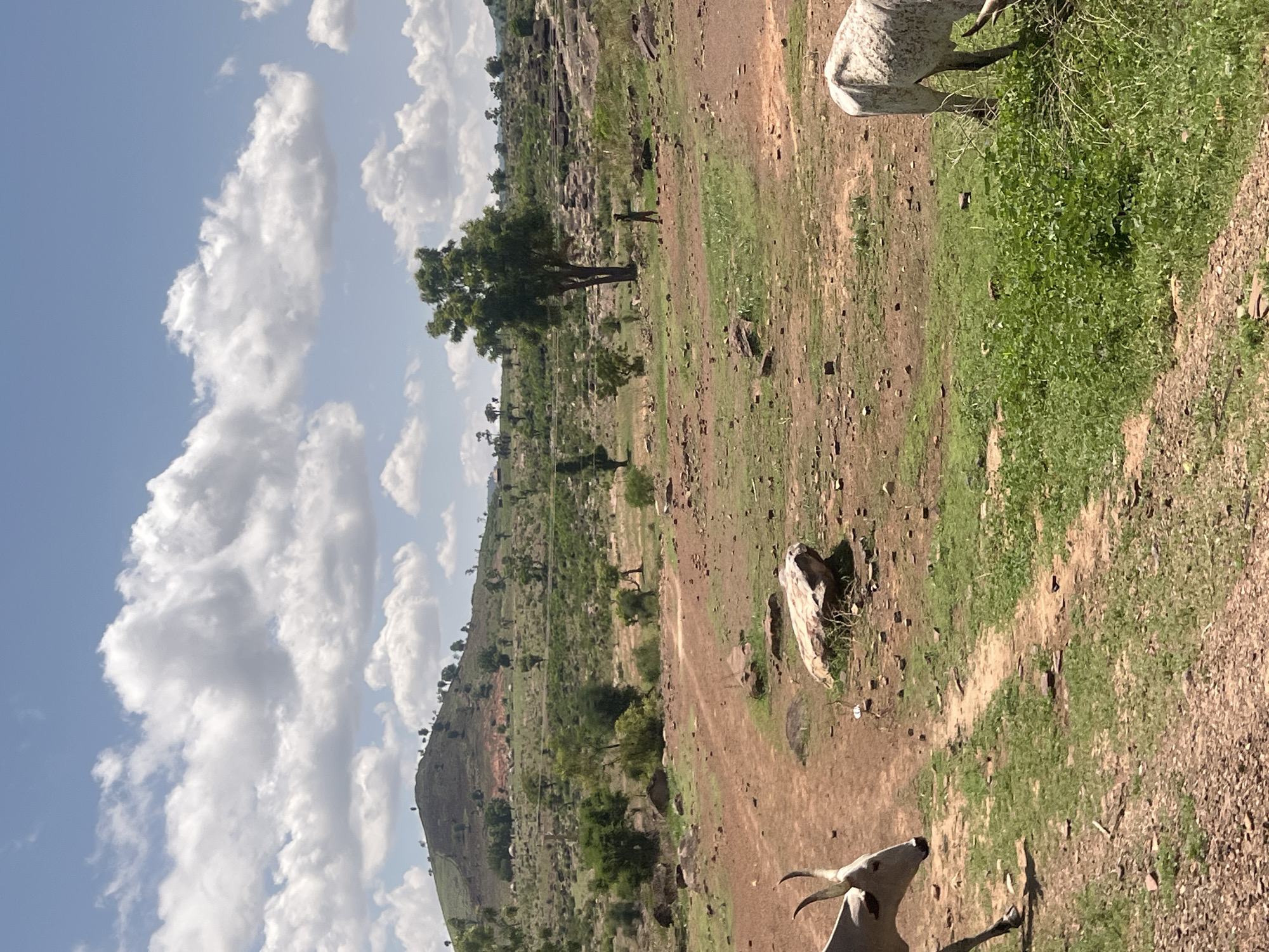 This detailed image depicts a rural landscape in Balanga, Nigeria, under a bright, partly cloudy sky. The sky is predominantly blue with large, white cumulus clouds spread across it. In the background, a prominent, gently sloped hill covered with sparse green vegetation and numerous small trees rises, with faint indications of settlements or huts near its base. The midground features dry, reddish-brown earth traversed by a winding dirt path that appears to fork. Scattered across the landscape are various rocks and boulders of different sizes, along with patches of green grass and a few larger trees, including a tall, leafy tree on the right side of the frame.
A lone person, appearing to be a male, stands beneath and slightly to the left of the tall tree in the midground, facing towards the left. They are dressed in light-colored clothing. In the foreground, two zebu cattle are visible. On the far left, partially cropped, is the head and forelegs of a light-grey or white zebu with long, curved horns, walking towards the right side of the frame. On the far right, partially cropped, is the rear portion of another zebu, white with subtle darker markings, appearing to graze on a patch of green foliage. The ground in the foreground is a mix of dry earth, small stones, and green plant growth. The overall scene suggests an open, natural environment with limited human infrastructure, common in rural savanna regions.