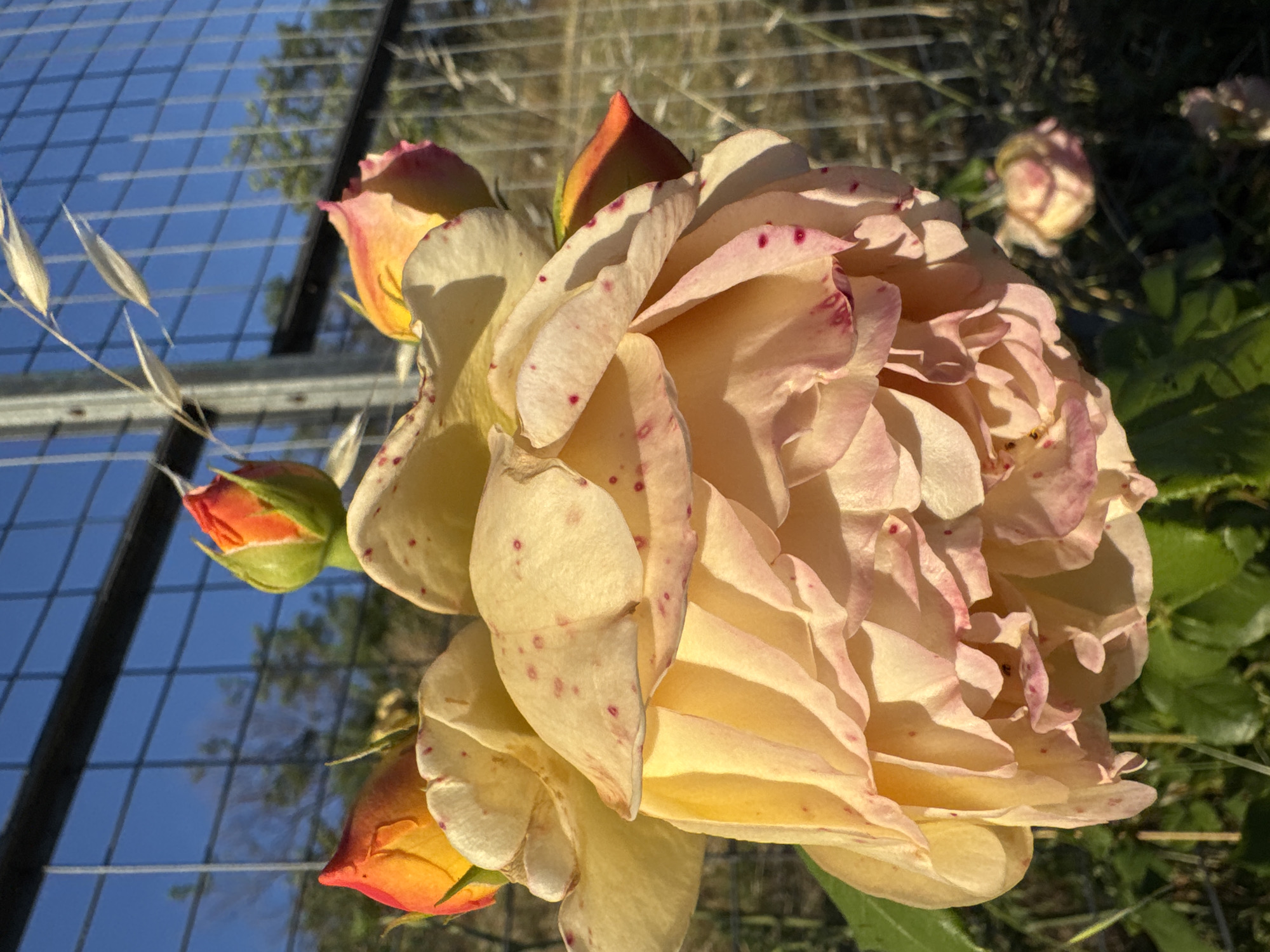 A close-up, sunlit shot captures a large, multi-layered rose bloom in shades of creamy yellow and pale pink, speckled with small red dots. The rose is in sharp focus in the foreground, with several smaller, unfurling buds and the edges of other blooms visible around it. The background consists of a blurry, wire fence against a bright blue sky, with hints of green foliage and other out-of-focus flowers. A few wisps of dried grass or wheat are also visible, catching the sunlight. The lighting suggests it is daytime, likely late afternoon or early morning due to the warm, low-angle sunlight highlighting the textures of the rose petals. The scene appears to be outdoors, possibly in a garden or park setting in Varna, Bulgaria, given the presence of the fence and cultivated flowers.