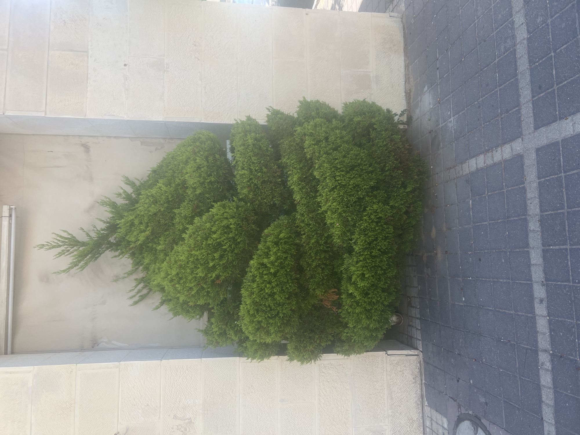 A trimmed evergreen shrub is situated in an alcove formed by light-colored stone block walls. The shrub is densely green and has a rounded, layered appearance. It is positioned on a paved area composed of dark gray square tiles with some lighter gray lines creating a grid pattern. Behind the shrub, a wall with a metallic overhead structure and fluorescent lighting is visible. The scene appears to be an outdoor urban setting, possibly a public space or the exterior of a building in Or Akiva, Israel. No people are present in the image.