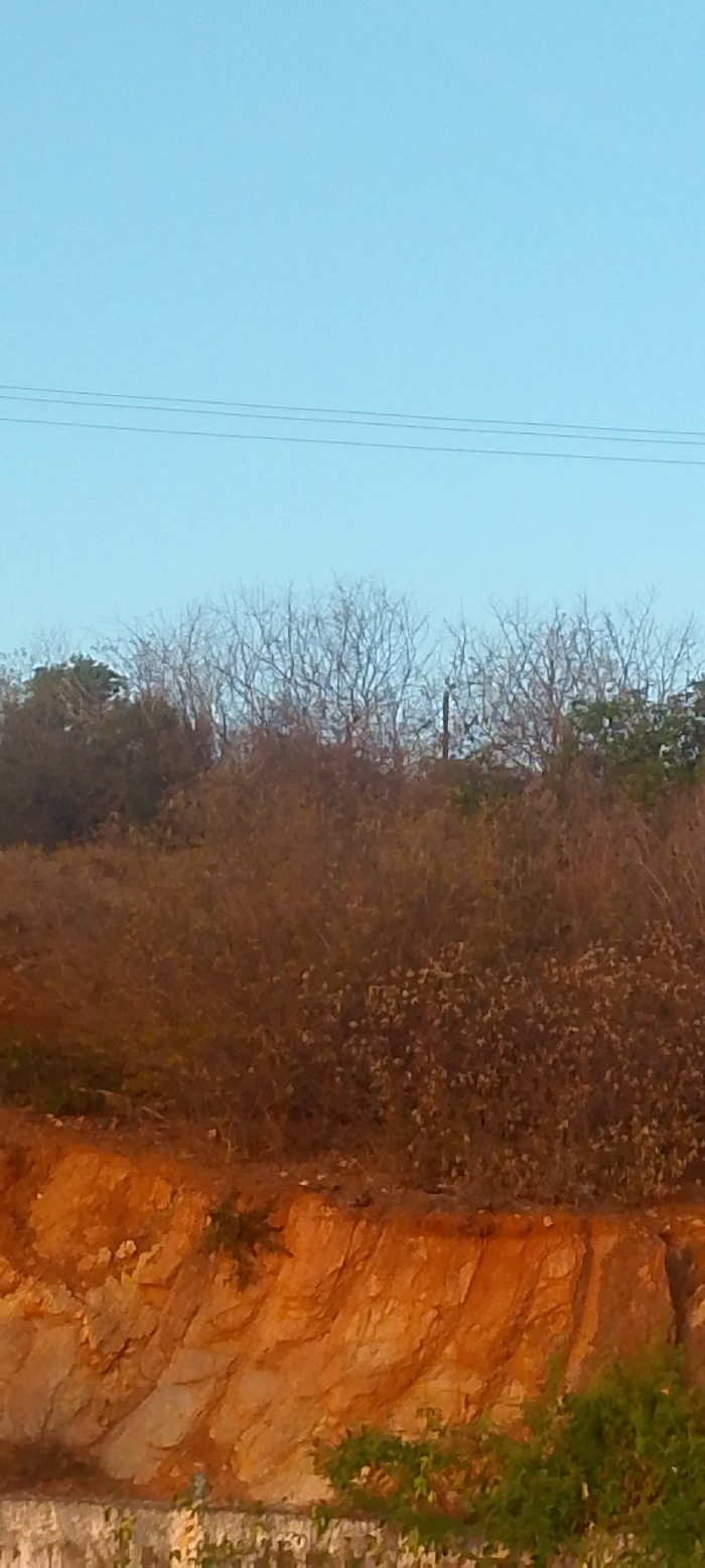 The image depicts an outdoor scene in Juan Griego, Venezuela. The upper approximately one-third of the frame is a clear, light blue sky, featuring three thin, dark, parallel utility lines positioned horizontally. Below the sky, a dense band of vegetation forms the middle ground. This vegetation primarily consists of numerous trees with visible bare branches, suggesting a dormant or dry state, particularly in the center. Green foliage is present on the left and right edges of this upper vegetation layer. A dark, slender, vertical pole-like object is partially visible within the central bare trees. Below this, a thick expanse of reddish-brown, dry-appearing shrubs and bushes covers a significant portion of the middle and lower-middle ground. The lower section of the image reveals an exposed reddish-orange earthen embankment or cliff face, exhibiting distinct vertical and diagonal geological striations. Sparse patches of green vegetation grow on this exposed surface. At the very bottom of the frame, a light-colored, possibly concrete, structure is partially visible, obscured by green foliage in the immediate foreground. No individuals or discernible actions are present within the scene.