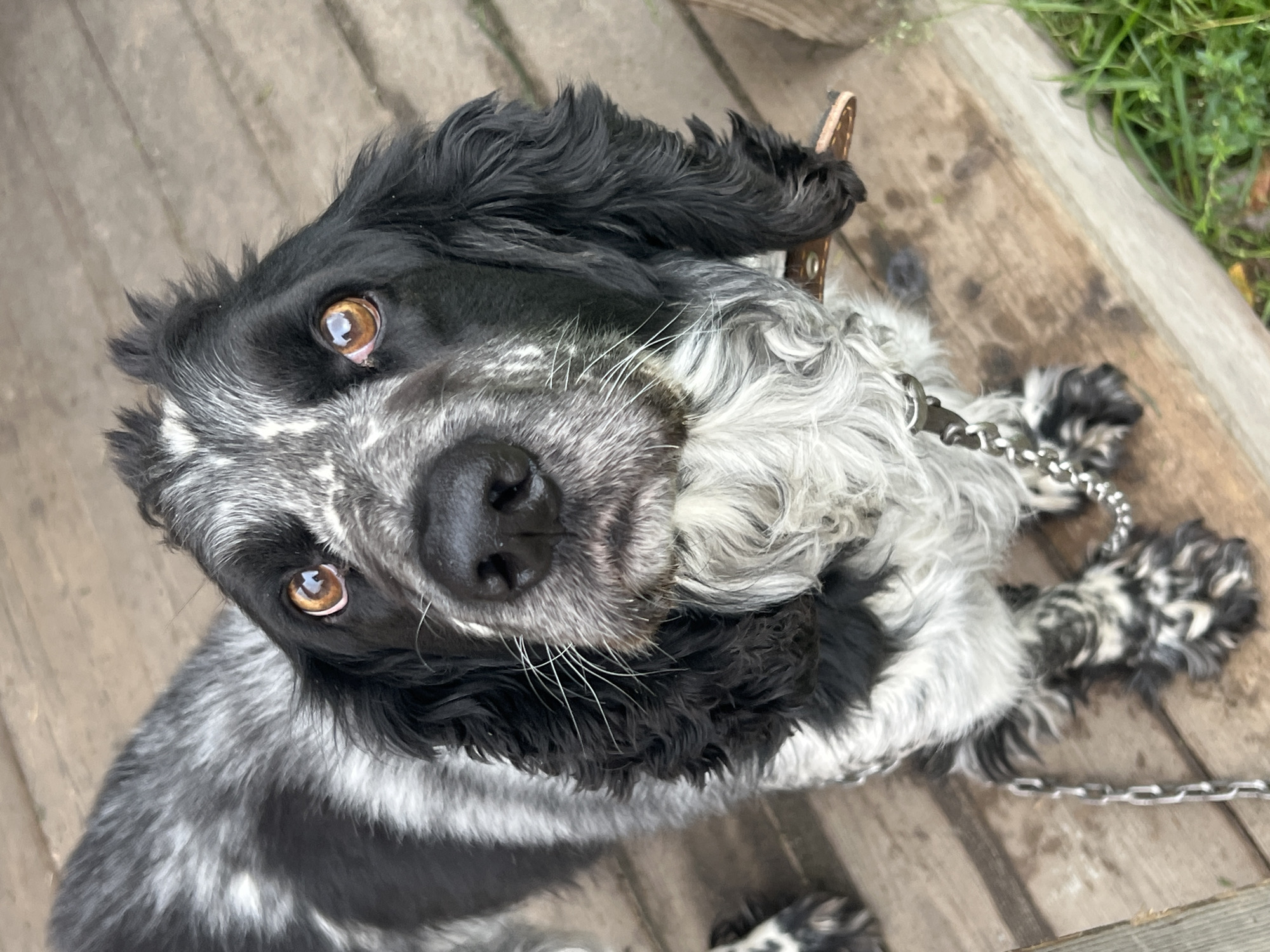 A medium shot photograph captures a black and white Cocker Spaniel dog standing on a wooden porch in Otradnoye, Russia. The dog is looking directly at the camera with its head tilted slightly. Its fur is a mix of black and white, with distinct patches and speckles. The dog has long, floppy ears and expressive brown eyes. A metal chain leash is attached to its collar and extends downwards out of frame. The wooden planks of the porch are visible beneath the dog, with some areas appearing wet or stained. To the right of the dog, a patch of green grass is visible. The background is blurred, suggesting the focus is on the dog.