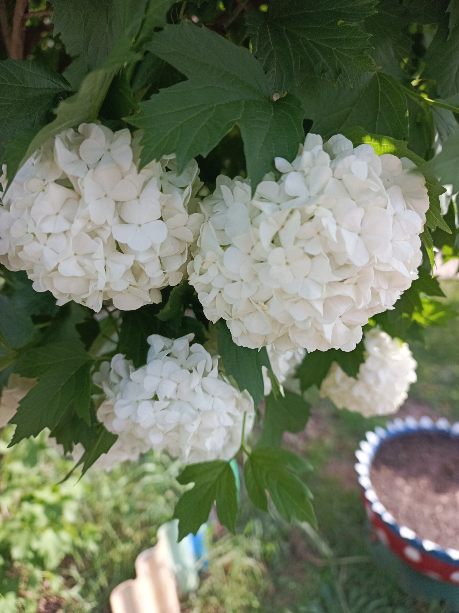 The image shows several large clusters of white hydrangea-like flowers with green leaves in the foreground. In the background, there is a blurry view of green grass, a small fence, and a colorful flower pot filled with soil. The photo appears to have been taken outdoors in a garden or park-like setting, likely in Chaikovsky, Russia.