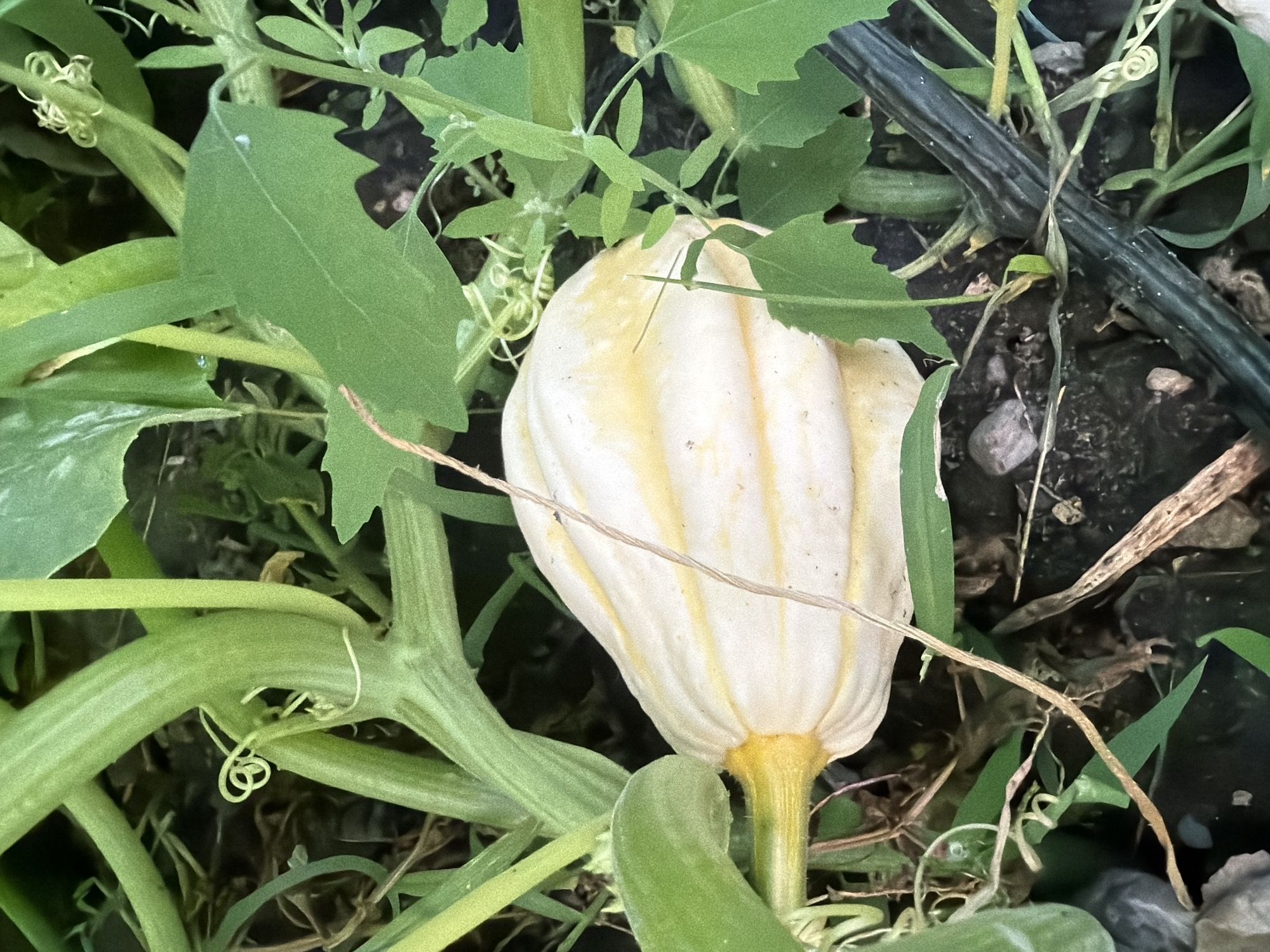 The image shows a partially grown squash in a garden. The squash is pale yellow with faint yellow stripes and is surrounded by green leaves and vines. The ground is dark soil with some small stones. The scene appears to be a backyard garden. There is no indication of the city of Bayreuth, Germany.