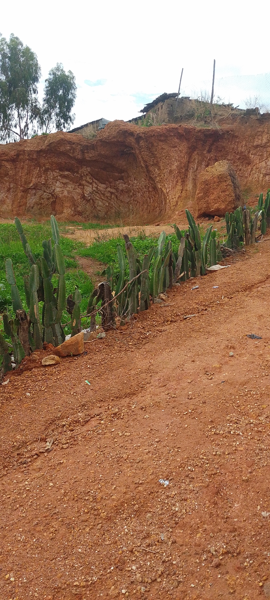 This image depicts an outdoor scene, likely in an undeveloped or rural area within or on the outskirts of Jos, Nigeria. The foreground is dominated by a dusty, reddish-brown dirt path with scattered small stones and some scattered litter. A line of tall, segmented cacti acts as a natural barrier or boundary along the edge of the path, separating it from a grassy area behind them. In the mid-ground, a large, eroded red earth embankment rises steeply, revealing layers of soil and rock. Atop this embankment, partially visible, are the remains of what appear to be simple, possibly abandoned structures with dilapidated roofs made of corrugated metal and possibly thatch. Two thin, tall wooden poles stand near the structures. In the background, a few sparse trees with thin trunks and green foliage are visible against an overcast sky. The overall impression is one of a rugged, arid environment with signs of human habitation that is either very basic or has fallen into disrepair.