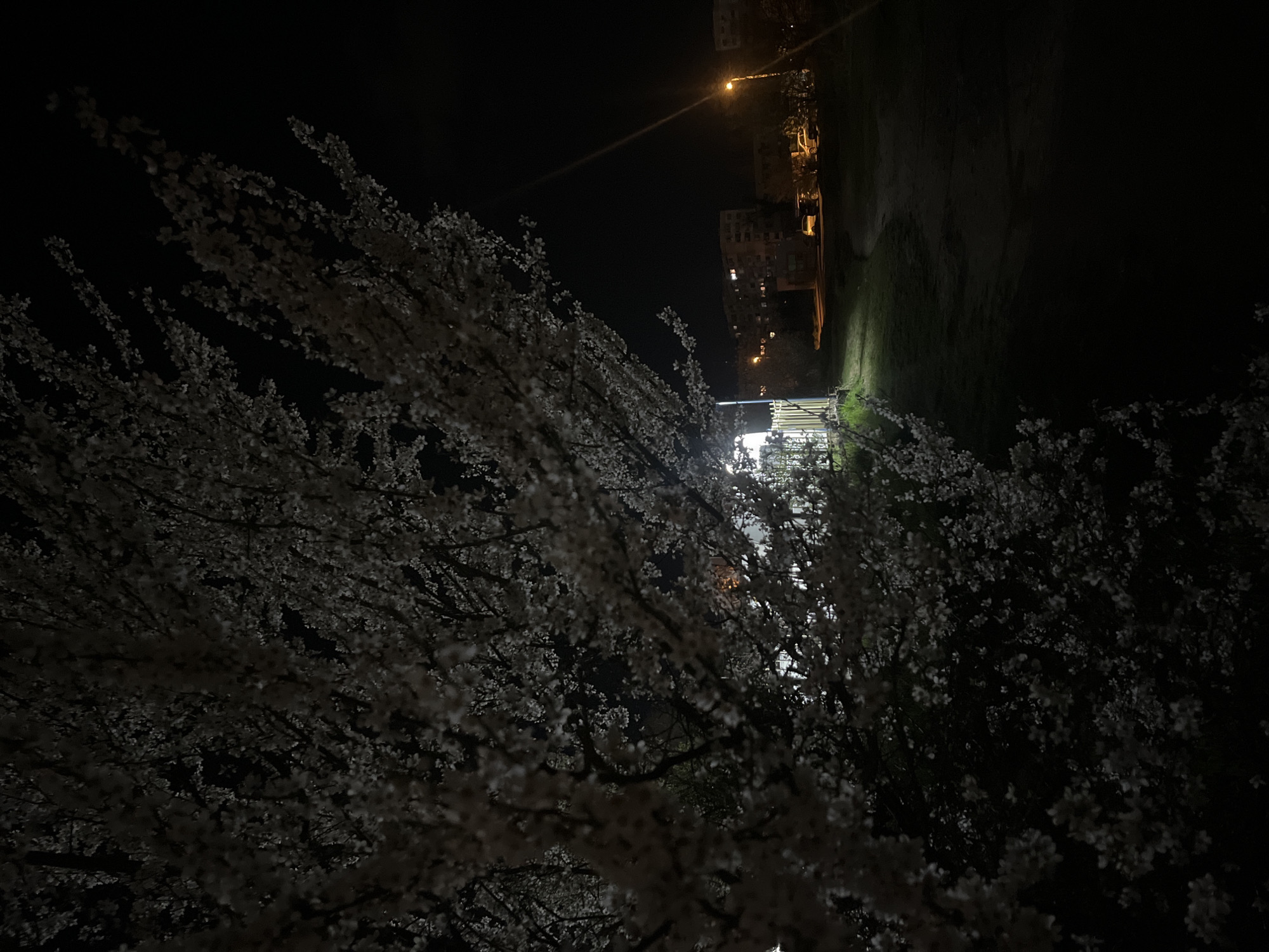 The image is taken at night, possibly in Sofia, Bulgaria, given the presence of buildings and streetlights typical of an urban area. The foreground is dominated by a flowering tree, its white blossoms contrasting with the darkness. In the midground, there appears to be a pathway or street, lit by a streetlight that creates a glow over the buildings, which appear to be residential apartments. The background fades into darkness, with a hint of a grassy area. There are no people visible in the frame.