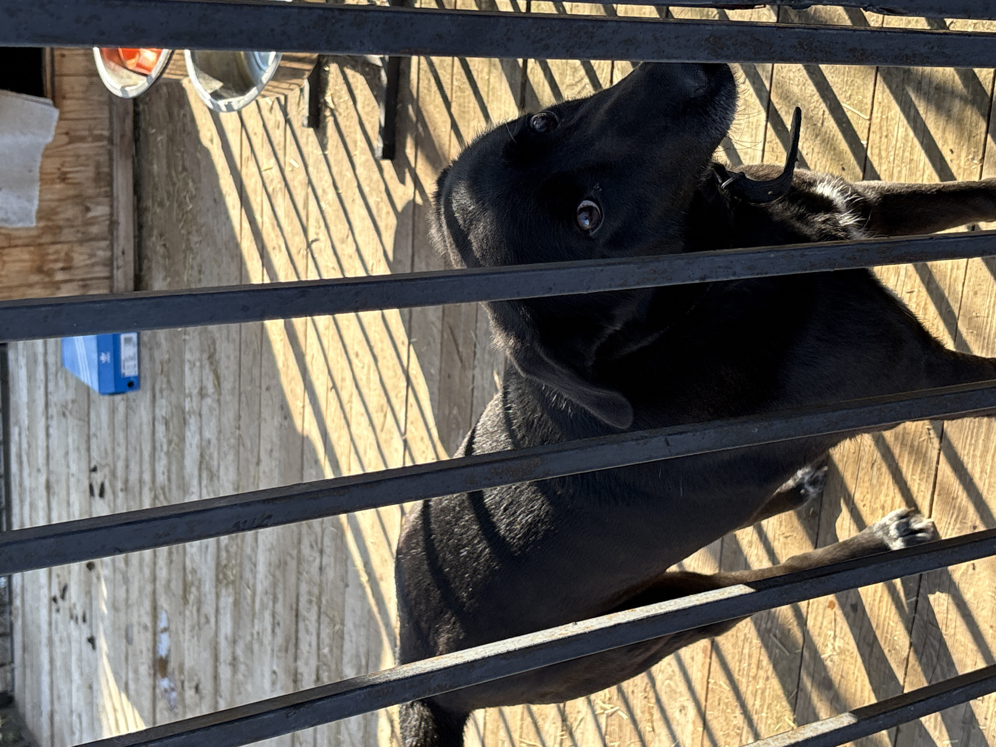 A black dog is observed from above, peering through a metal fence, possibly in Прикамский, Russia. Behind the fence is a wooden surface with items including containers and a blue box. Sunlight casts shadows through the fence.