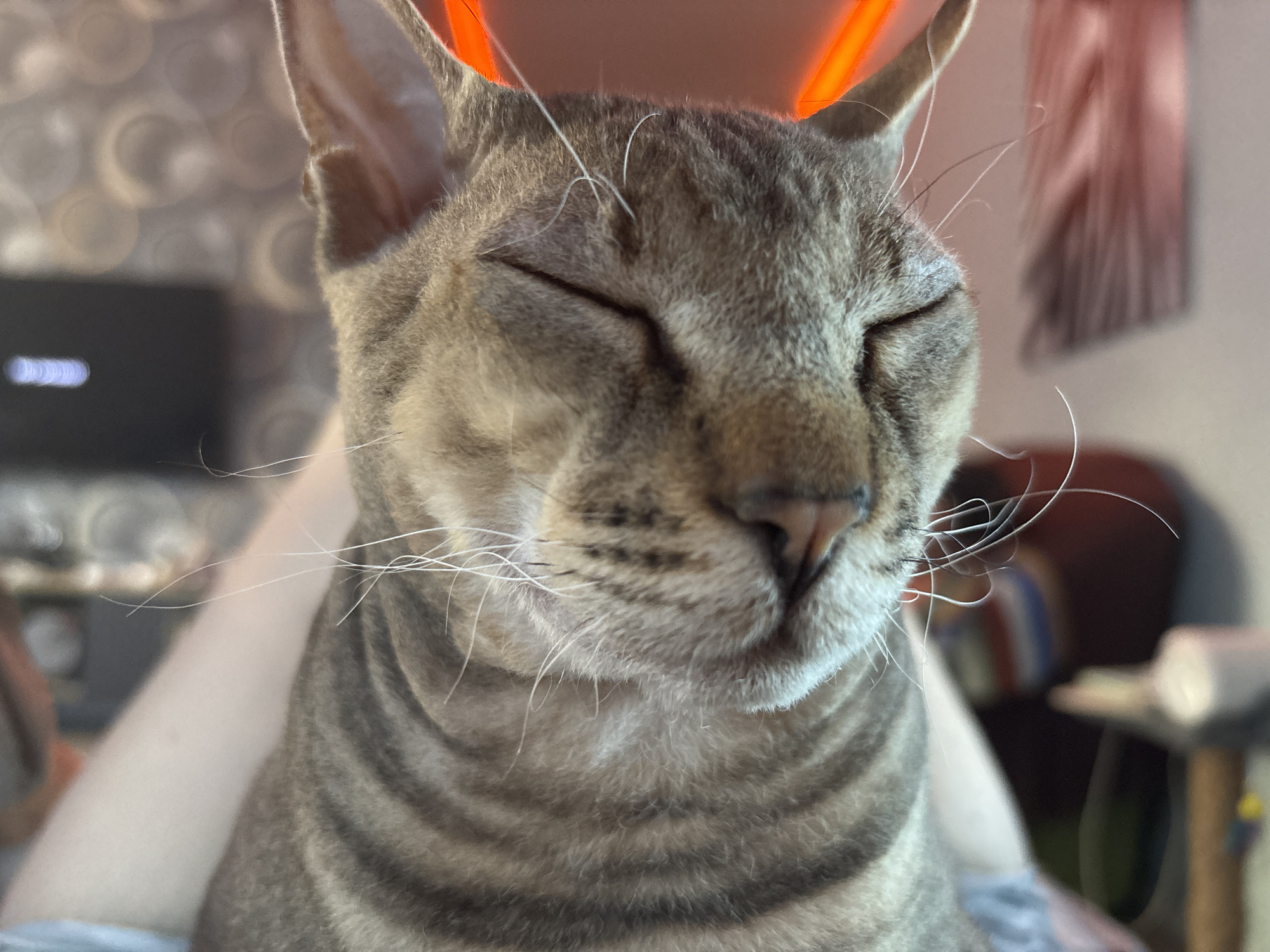 A close-up, eye-level shot captures a tabby cat with its eyes gently closed, suggesting it is sleeping or deeply content. The cat's fur features distinct brown and grey striped patterns, and its long white whiskers are prominent. Its ears are perked, and a vibrant orange or red light source is visible in the blurry background, casting a warm glow behind the cat's head. The cat appears to be resting on a person, with a light-skinned arm partially visible along the left side and bottom of the frame, supporting the animal.
The background is heavily out of focus, creating a soft bokeh effect. Distinguishable elements in the blurred background include circular light patterns, possibly from fairy lights or a decorative lamp, and a dark, rectangular object with a horizontal blue-white light, likely an electronic screen or device. The overall scene conveys a sense of peaceful domesticity. There is no visible text. The image was taken in Natukhayevskaya, Russia.