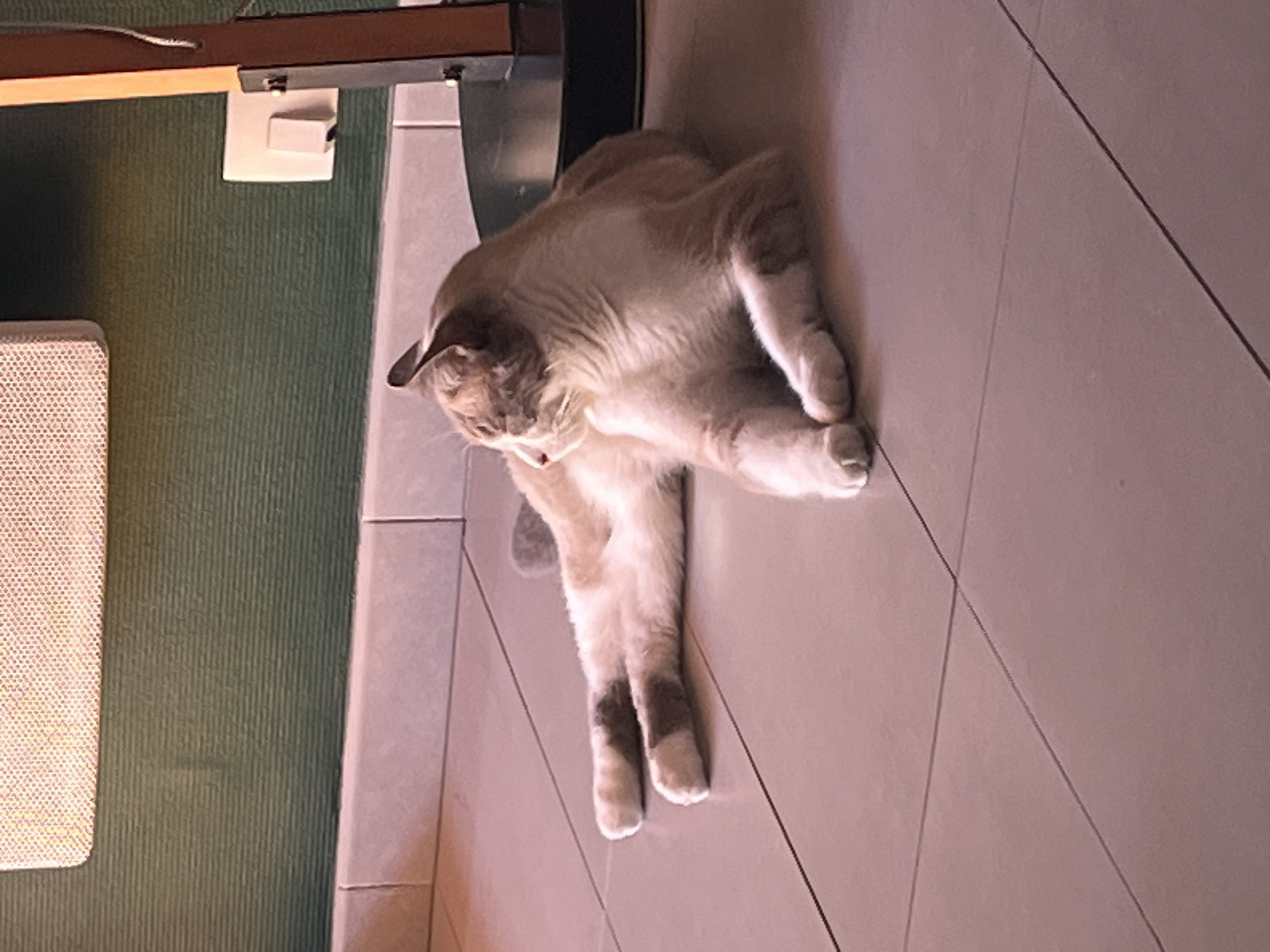 A light-colored cat with grey markings is lying on a tiled floor. The cat is facing left with its body stretched out and its paws tucked in. Behind the cat, a green wall with horizontal lines is visible, with a white radiator or heating unit at the top. To the right of the cat, a portion of a wooden and black stand is present. The scene appears to be indoors.