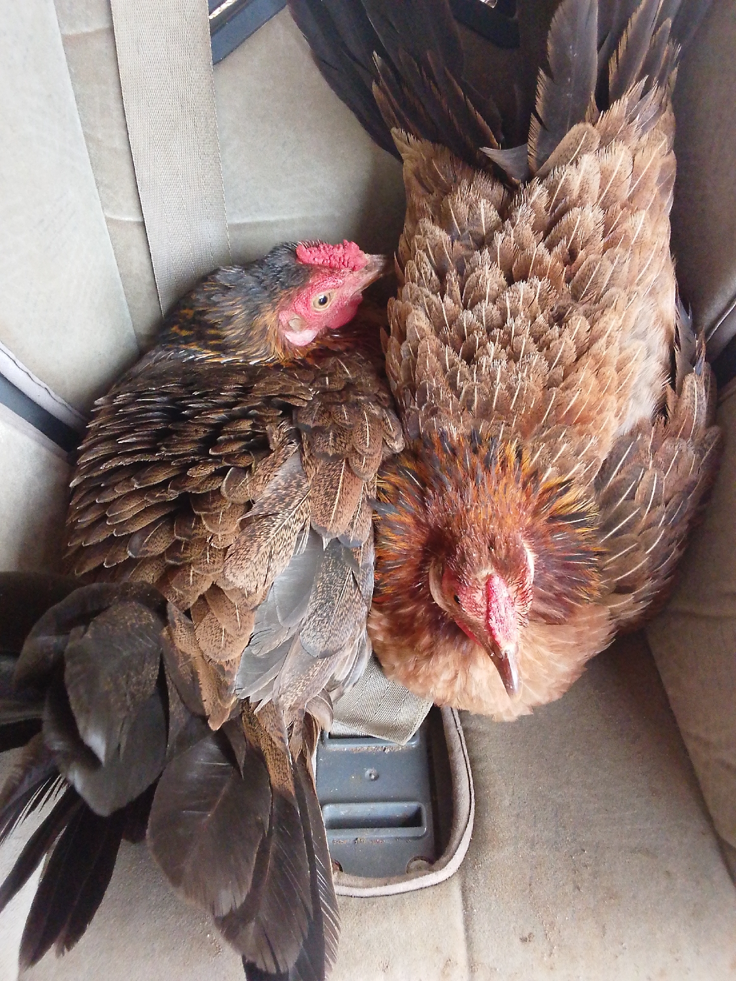 Two chickens are nestled together in what appears to be a car's backseat. The chicken on the left is facing left, with its head turned slightly towards the viewer. It has dark brown and black feathers with some reddish-brown markings, and a bright red comb and wattle. The chicken on the right is facing downwards and slightly to the right, with its head partially obscured. It has predominantly reddish-brown feathers, also with some darker accents, and a visible red comb. Both chickens appear to be resting or sleeping. The background consists of the textured upholstery of a car seat and a seatbelt. The lighting suggests it is daytime. The setting is indoors, within a vehicle. No text is visible.