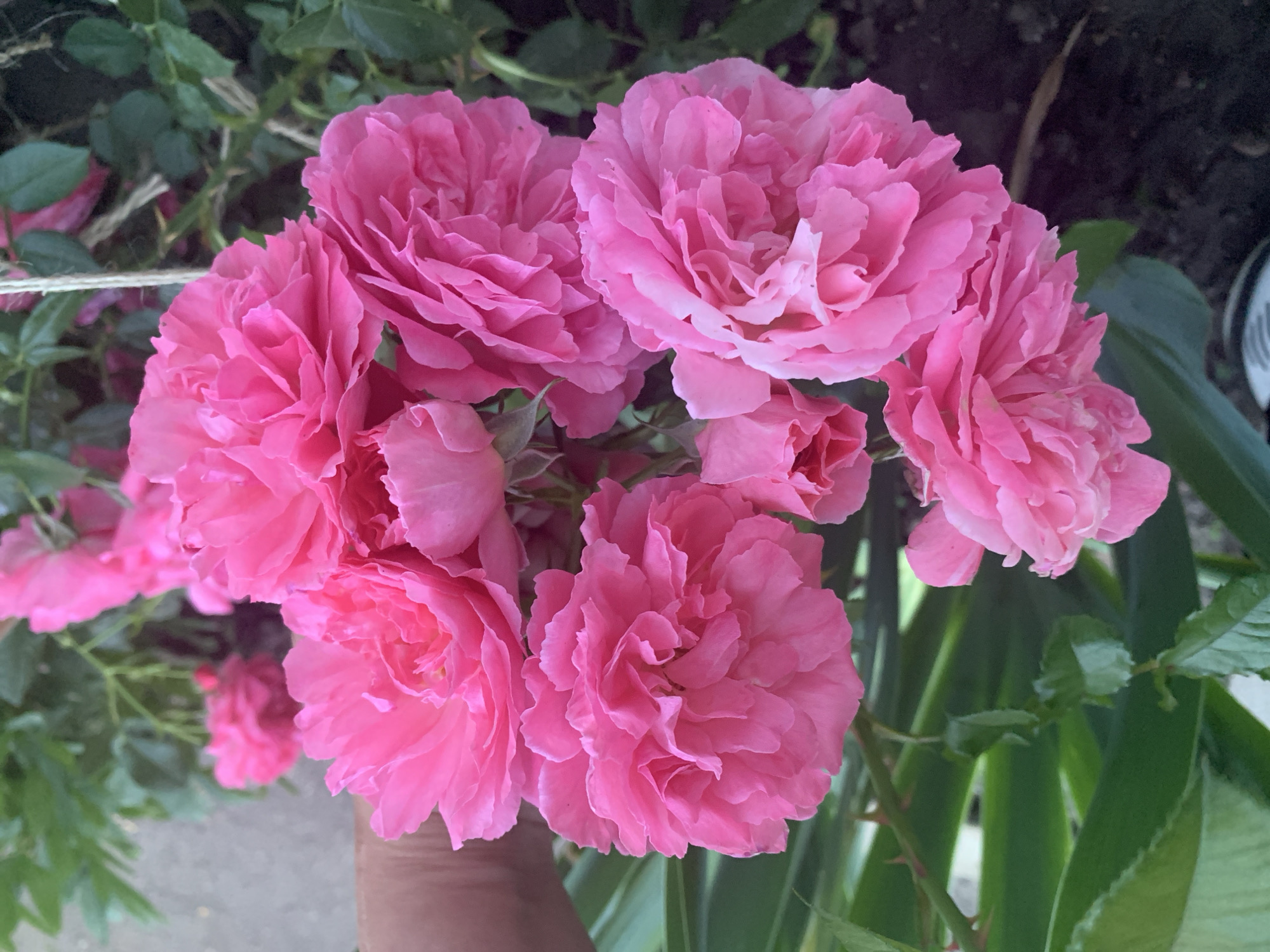 The image presents a close-up view of a vibrant cluster of pink roses, dominating the central and upper portions of the frame. The roses are in full bloom, showcasing numerous ruffled petals in a rich, consistent pink hue. A human hand is partially visible at the bottom center, appearing to gently hold or support the flowers, indicating interaction with the plant.
The background is softly blurred, featuring various shades of green foliage and stems, suggesting an outdoor garden or potted plant environment. Darker areas within the background hint at deeper shade or soil. A light gray, possibly paved surface, is visible in the lower left, and a hint of a terracotta-colored pot can be seen in the bottom right.
The lighting appears natural and bright, indicating daylight conditions, likely morning or afternoon, which highlights the vivid colors and textures of the roses. There is no discernable activity beyond the observation or handling of the flowers. No visible text is present in the image. The overall impression is one of natural beauty and tranquility.