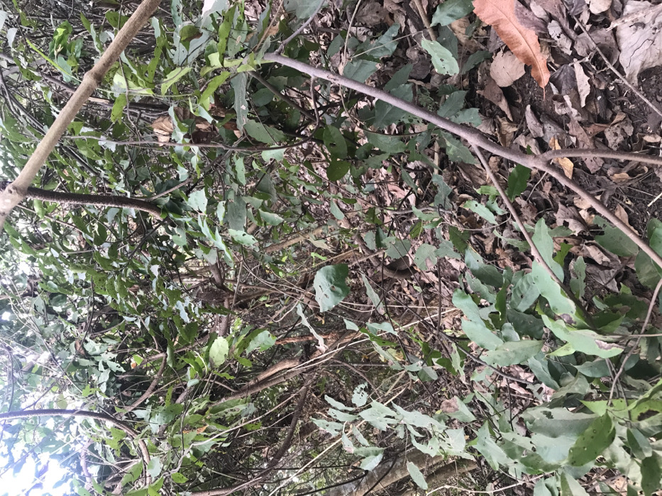 The scene depicts a dense, overgrown natural environment, identified as being within Ogodo, Nigeria. The foreground and midground are dominated by a tangle of green foliage and numerous brown branches of varying thicknesses. Many of the green leaves exhibit signs of insect damage, appearing perforated or irregular. The ground is largely obscured by a thick layer of fallen, dry brown leaves and visible dark soil. A prominent, elongated, dark brown, textured cylindrical object, possibly a seed pod or vine, hangs vertically in the upper-middle left area. In the lower right, a distinct light brown, dried leaf rests on the ground amidst other debris. Natural light illuminates the scene, with no discernible human presence, actions, or manufactured objects.