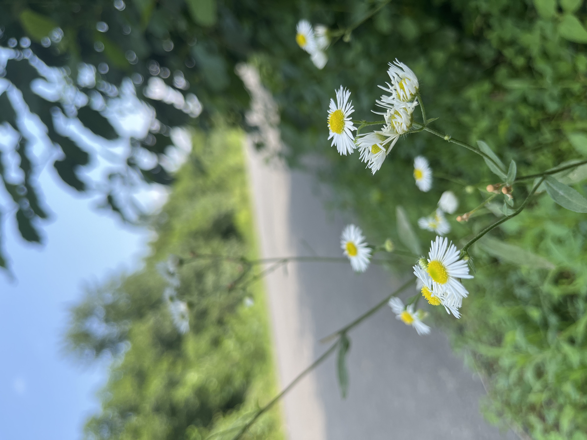 A close-up, eye-level shot captures a cluster of white and yellow daisies with thin petals, growing beside a grey asphalt road. The flowers are in focus, while the background is blurred, showcasing lush green foliage and trees against a bright blue sky. The scene suggests a natural, outdoor setting, likely in Ureki, Georgia, a city known for its sandy beaches and pine forests. The composition emphasizes the delicate beauty of the wildflowers against the backdrop of a leisurely road and verdant landscape.