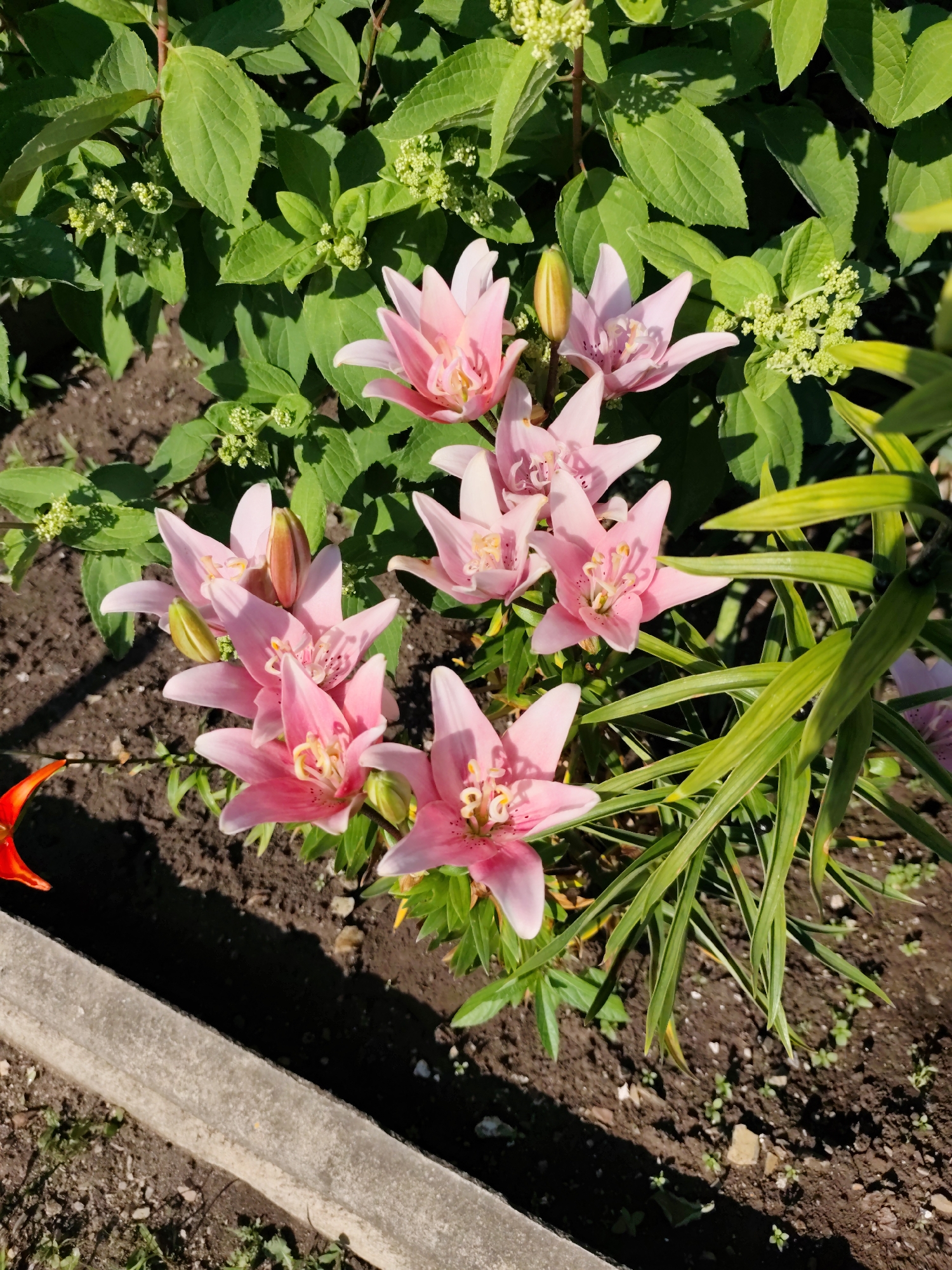 This image depicts a close-up view of a cluster of pink lilies blooming in a garden bed. The flowers are the primary focus, with their delicate petals and prominent stamens clearly visible. They are interspersed with lush green foliage, some of which appears to be from the lily plants themselves, while other greenery, possibly from a hydrangea bush, forms a backdrop. Small, unopened buds on some of the plants indicate ongoing growth. The ground beneath the plants is dark soil, with a few small pebbles and sparse green shoots emerging. In the foreground, a concrete border or curb runs diagonally across the lower portion of the image, separating the garden bed from a patch of dry, uneven ground. A sliver of bright orange is visible on the far left edge, possibly a gardening tool or piece of debris. The lighting suggests a sunny day, casting shadows among the leaves and highlighting the vibrant colors of the lilies. The overall scene conveys a sense of natural beauty and the peak of summer bloom. There are no people visible in the image. This scene is consistent with a garden setting anywhere, and no specific landmarks or environmental cues within the image allow for pinpointing its location in Komsomolsk-on-Amur, Russia.
