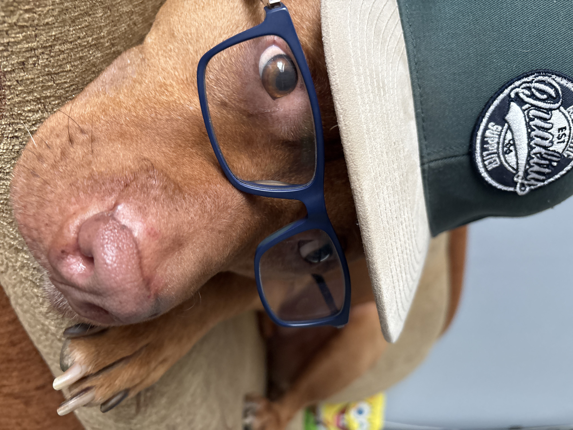 A close-up photograph shows the head of a brown dachshund dog wearing blue-rimmed glasses and a green baseball cap. The dog is partially obscured by a beige cushion or blanket. The cap has a white brim and a circular patch on the side that reads "Quality Supplier Est." The dog's pink nose and one eye are visible. The environment is ambiguous but likely indoors. There is no indication of Sofia, Bulgaria in the image.