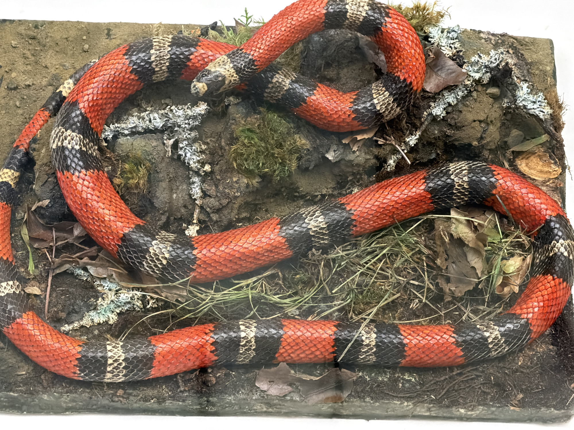 This media file is a top-down, close-up, still photograph of a coral snake coiled on a diorama. The snake is the primary subject, with its banded pattern of red, black, and yellow clearly visible. The diorama features a textured, earthy surface with patches of moss, lichen, and dried leaves, suggesting a natural habitat. The lighting is bright and even, with no discernible shadows that would indicate a specific time of day or weather condition. The overall scene is still and quiet, with no activity taking place. The snake appears to be a static display or a taxidermied specimen, as it is positioned in a coiled, unnatural pose. There is no visible text in the image.