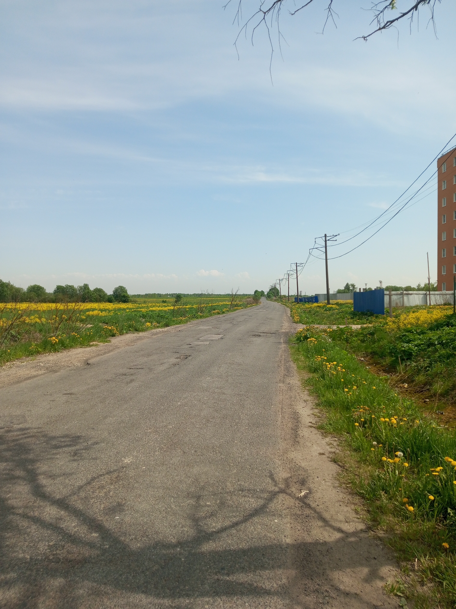 A long, gray asphalt road stretches into the distance, winding slightly to the left. The road surface is uneven, marked with patches and repairs. On either side of the road are fields of yellow flowers, possibly dandelions, which extend to the horizon, interspersed with green vegetation and occasional trees. Utility poles with electrical wires run along the right side of the road. A tall, brick-colored building is visible on the right, and a blue fence partially obscures the view further down the road. The sky is light blue with sparse clouds. A bare tree branch intrudes into the top right corner of the frame. Shadows cast by trees fall across the road surface in the foreground. The photograph appears to be taken in Kommunar, Russia, based on the location metadata. There are no people visible.