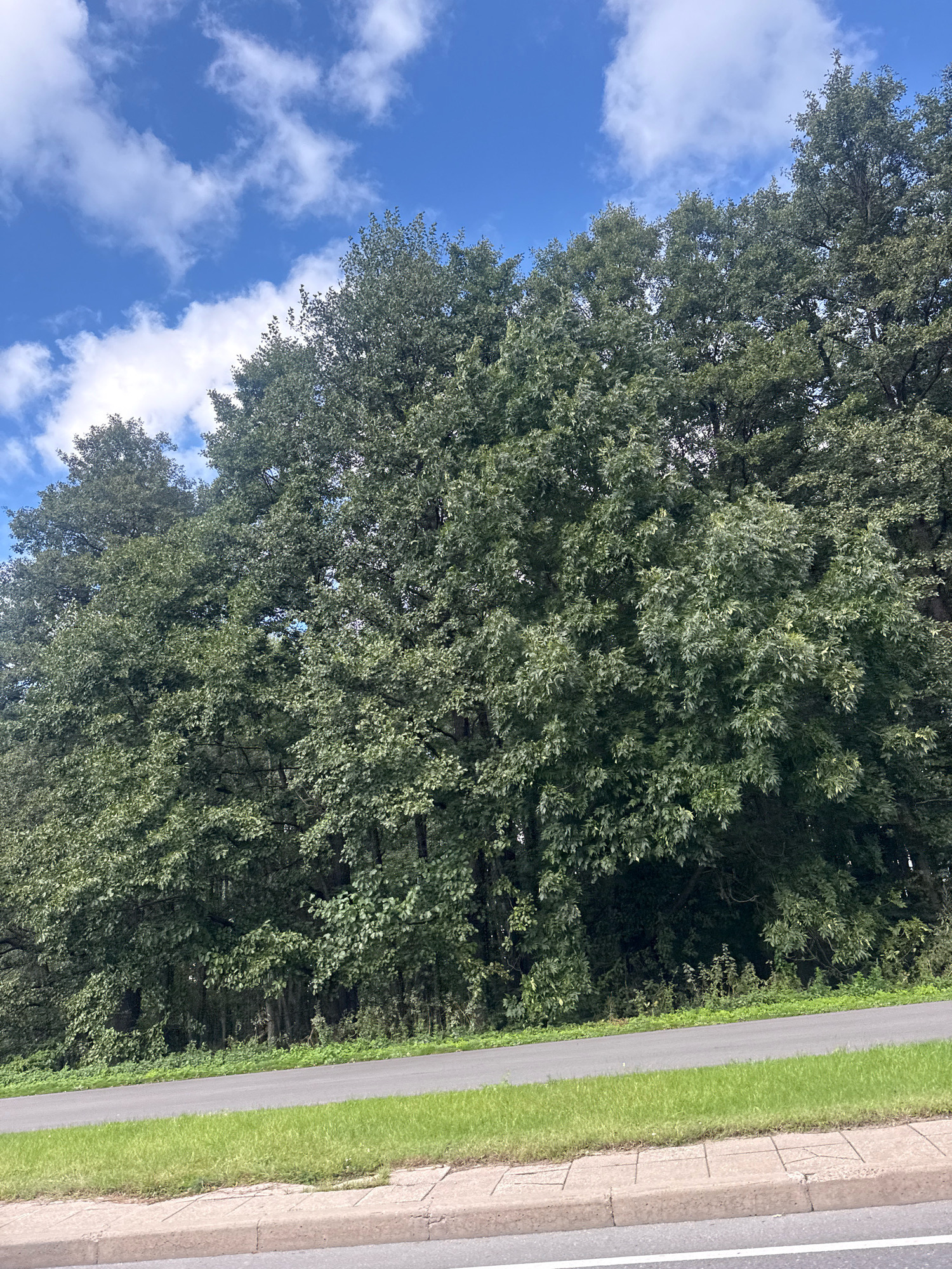 The image depicts a dense line of mature deciduous trees, likely oaks due to the foliage shape, forming a verdant wall along a paved road. The road is bordered by a strip of bright green grass, with a concrete curb and sidewalk visible in the foreground. The sky above is a vibrant blue, dotted with scattered white cumulus clouds, suggesting fair weather. The overall scene conveys a natural, somewhat wild, roadside environment. The location in Tallinn, Estonia, is not determinable from the visual information provided in the image. There are no people or discernible human activity present.