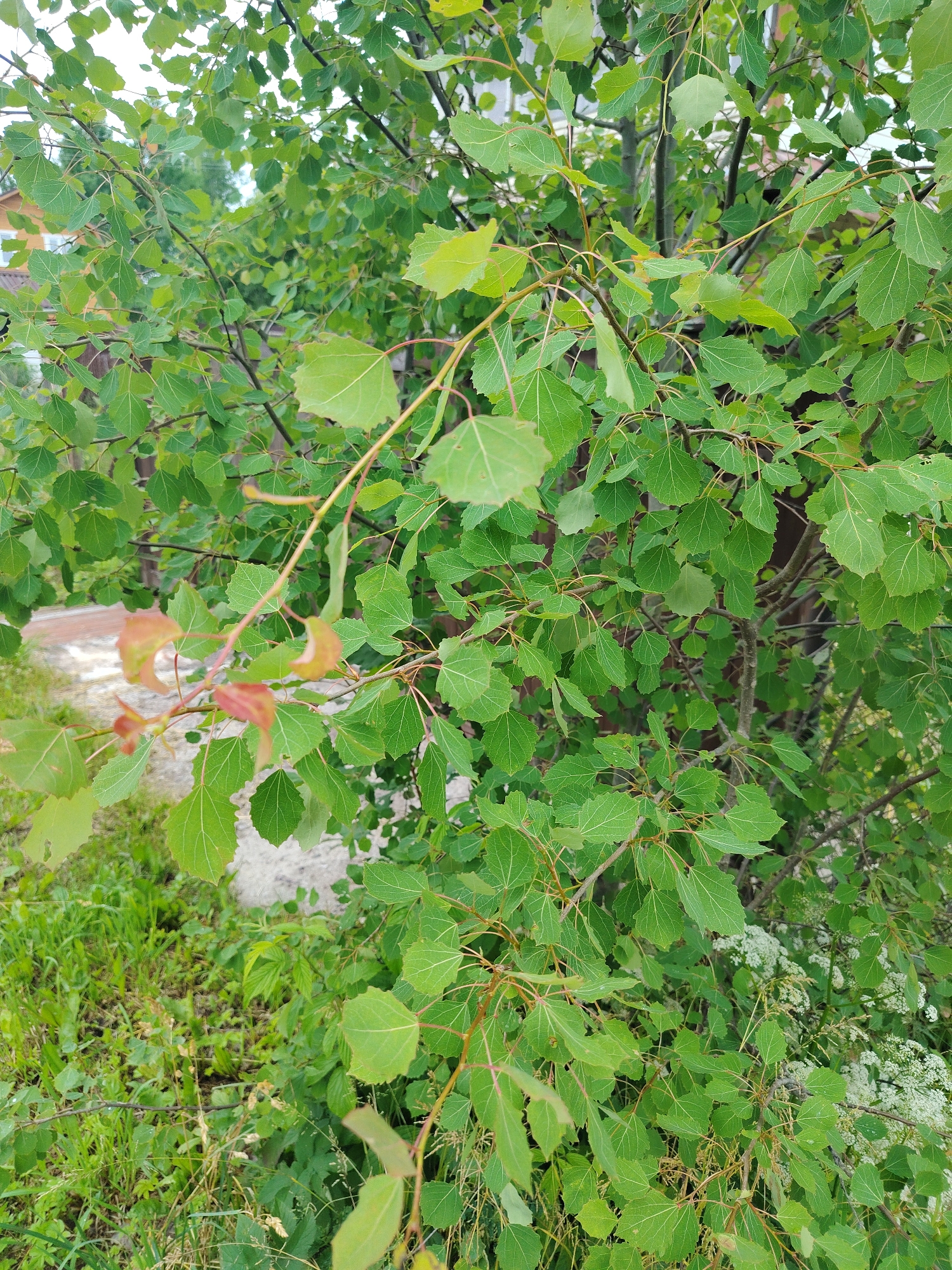 The image shows a dense canopy of green leaves from a tree, likely an aspen, with some reddish-brown tinged leaves on a branch in the foreground. The background is blurred but suggests an outdoor environment. To the left, a portion of a wooden house with windows is visible, indicating a residential area. Below the tree, there is green grass and other vegetation. In the distance, there are hints of other trees and structures. The scene appears to be a natural or semi-natural area within the town of Mshinskaya, Russia, possibly a yard or a small park. There are no people or animals visible in the frame.