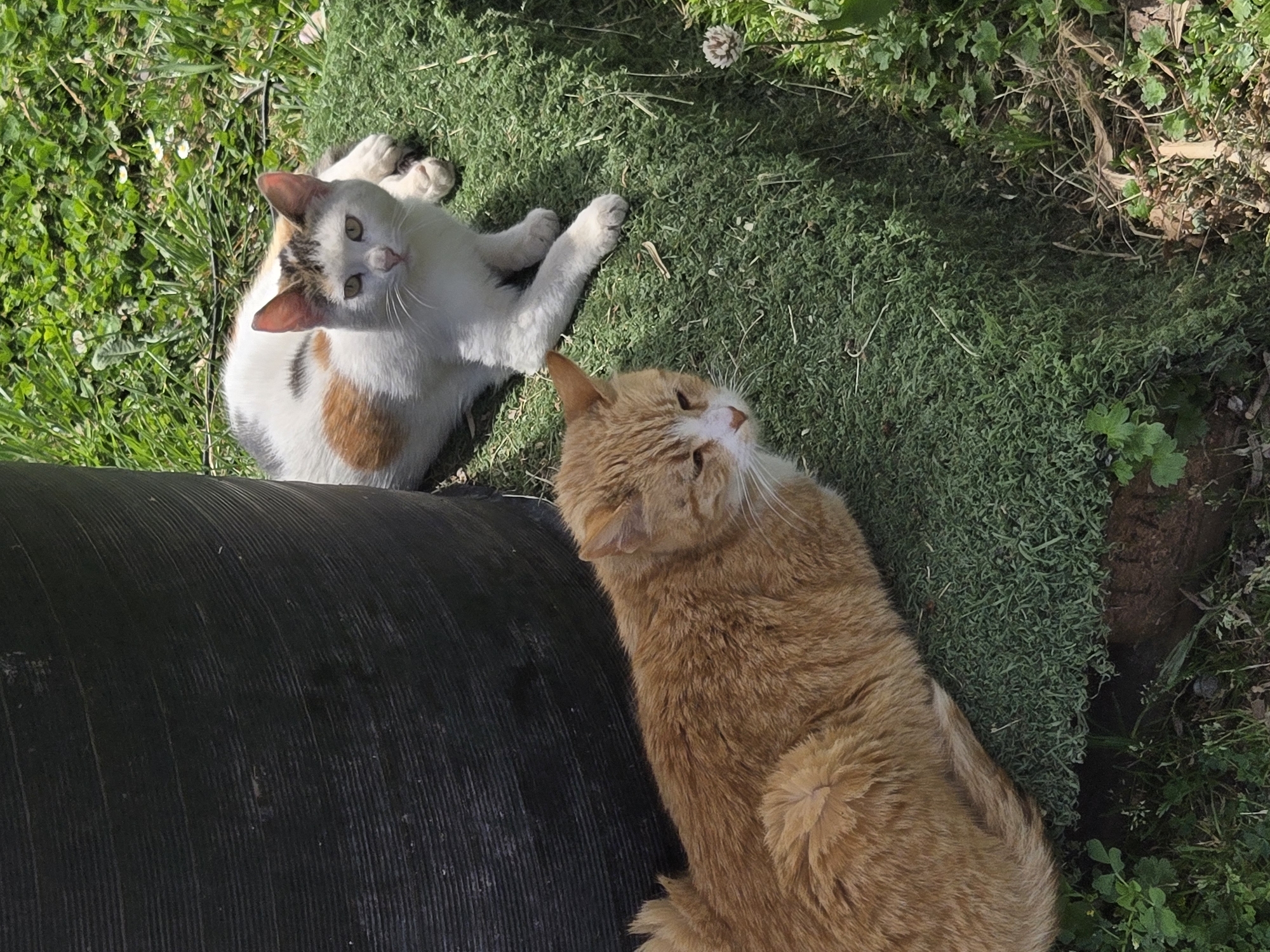 Two cats are in a grassy area near a corrugated black pipe. One cat is orange and lying on top of the pipe. The other cat is white, brown and black and is lying on a patch of grass to the right of the pipe. The image was likely taken in Budva, Montenegro.