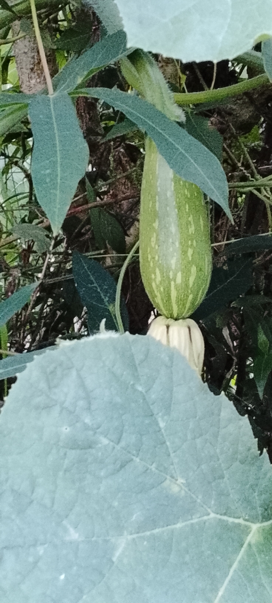 The image shows a close-up view of a young green gourd hanging from a vine, surrounded by lush green leaves and dark foliage. The gourd is elongated with a distinct stripe pattern of lighter green. Below the gourd, a white, bell-shaped flower is partially visible. The background consists of a rough tree trunk and dense vegetation, suggesting a natural, possibly overgrown, setting. The location is identified as Padang Dalom, Indonesia.