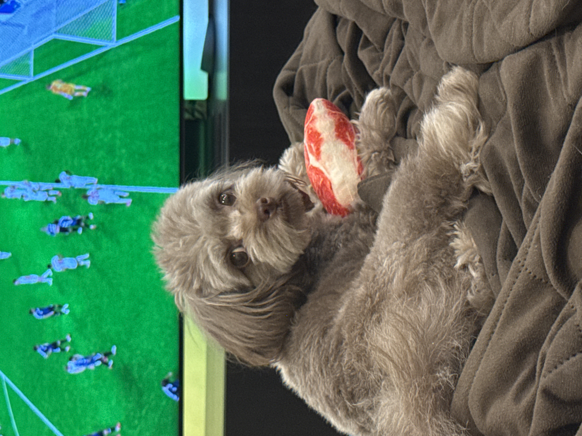 The image depicts a small, grey poodle-mix dog lying on a dark brown, quilted blanket. The dog is facing the viewer and holding a raw, red and white piece of meat in its paws. In the background, a television screen displays a soccer game with players on a green field. The lighting suggests an indoor setting. The specific location in Khimki, Russia is not discernible from the visual information provided.