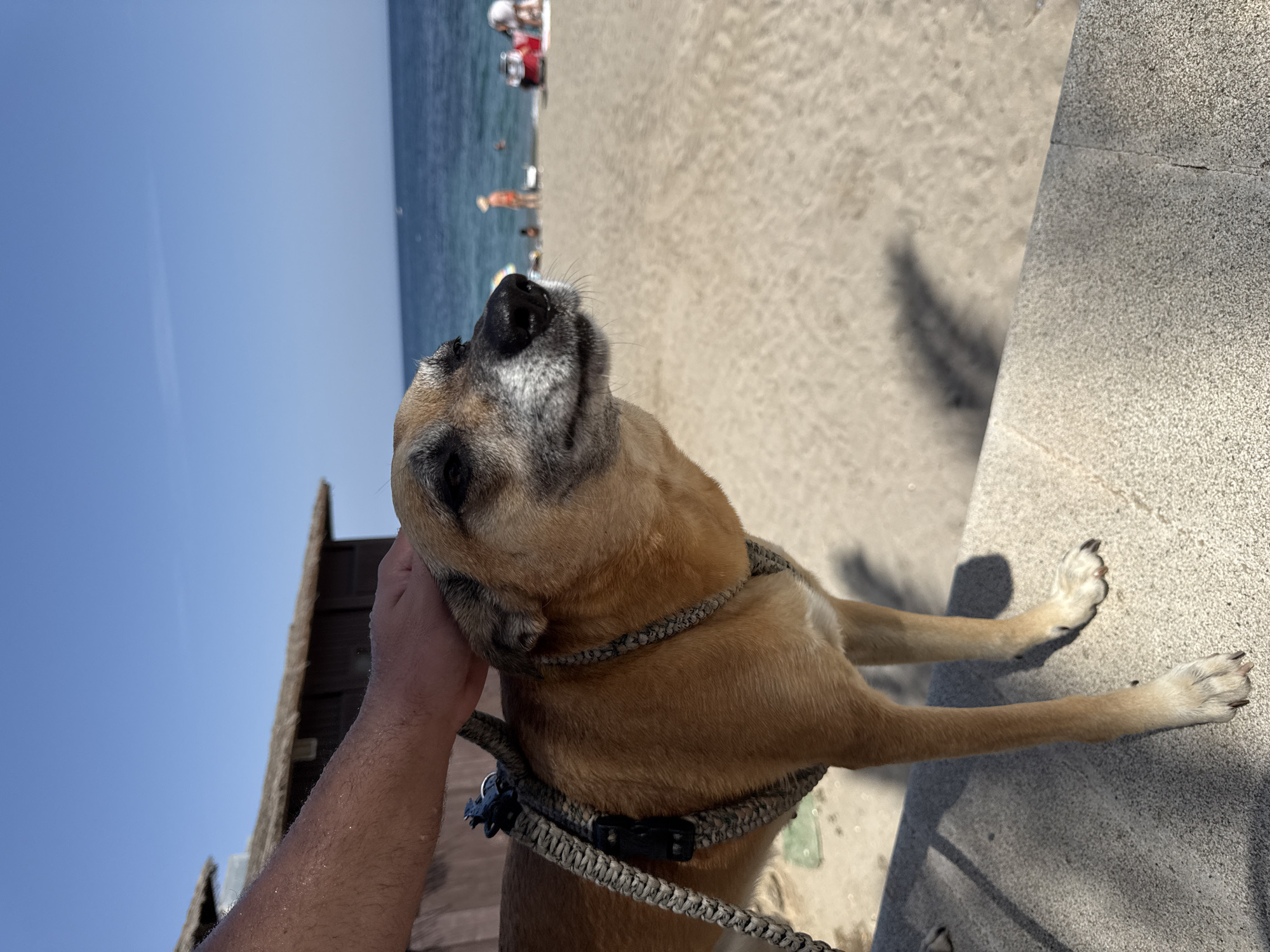 A medium-sized, light brown dog with a grey muzzle is standing on a concrete ledge at the beach. The dog is wearing a grey woven harness and has a human hand gently petting its head. In the background, there is a sandy beach with people and beach umbrellas, and the blue ocean under a clear sky. A small wooden structure with a thatched roof is visible behind the dog to the left. The scene appears to be in a coastal area, likely Aguadulce, Spain, given the beach setting and sunny weather.