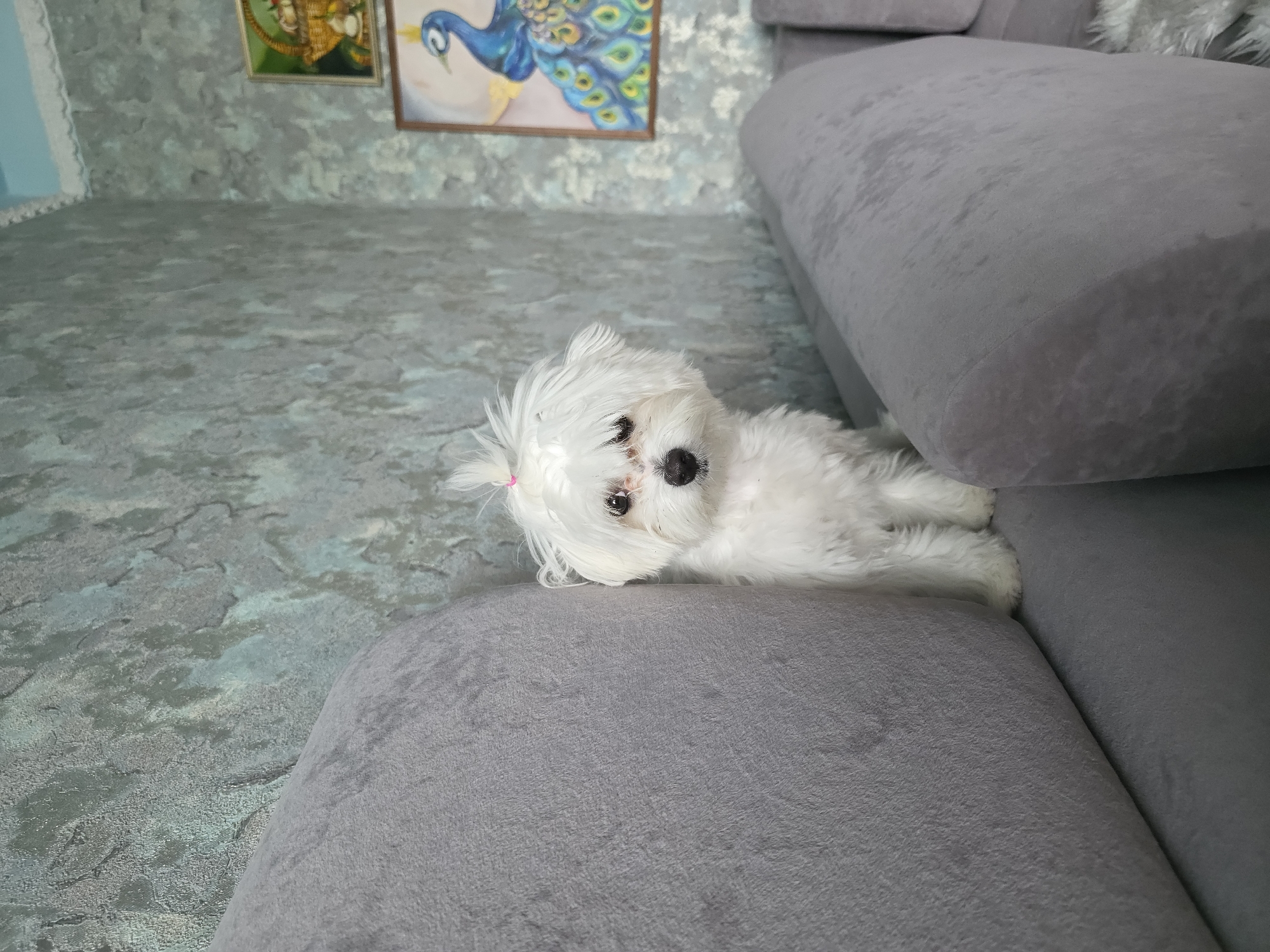 A small white Maltese dog with a pink hair tie on its head sits on a gray couch. The dog is facing the camera and looking directly at it. Behind the dog, there is a textured gray wall with two framed paintings. The painting on the right depicts a peacock, and the one above it shows a basket of fruit. The scene appears to be indoors, likely in a living room. The location is not specified in the image.
