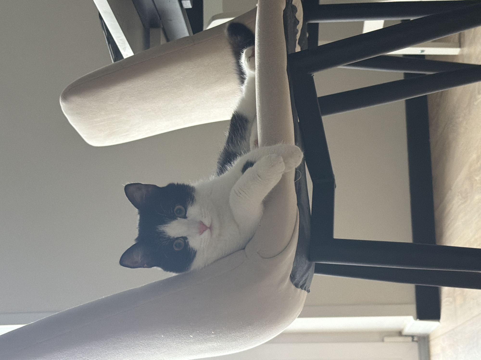 A low-angle, close-up shot features a black and white cat lounging on a beige padded chair. The cat is partially upside down, with its head and front paws visible. The chair has a black metal frame. The background includes a partial view of a room with a window. The location is unknown, but the description request suggested Chaikovsky, Russia.
