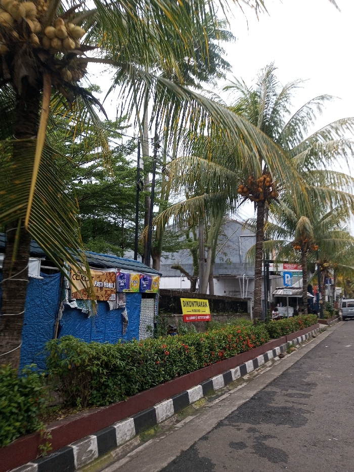 The image displays a roadside scene under an overcast sky, with numerous tropical palm trees, some bearing clusters of light-colored coconuts, lining an asphalt road. On the left, a makeshift blue stall or kiosk with a dark roof displays various product advertisements, including items labeled "COKLA" and "TWIZZ." A low planter box with a brown top and a black-and-white striped base, containing dense green shrubs with scattered small red flowers, separates the road from the adjacent property. Behind these shrubs, a yellow sign with red text reads "DIKONTRAKAN" (Indonesian for "FOR RENT") and "HUBUNGI." Several utility poles with power lines are visible among the trees. Further down the asphalt road, which shows dark stains, additional indistinct commercial structures are present, and a white van or car is visible in the distance. One individual is partially obscured by the bushes near the yellow sign. No explicit actions or interactions are discernible among people.