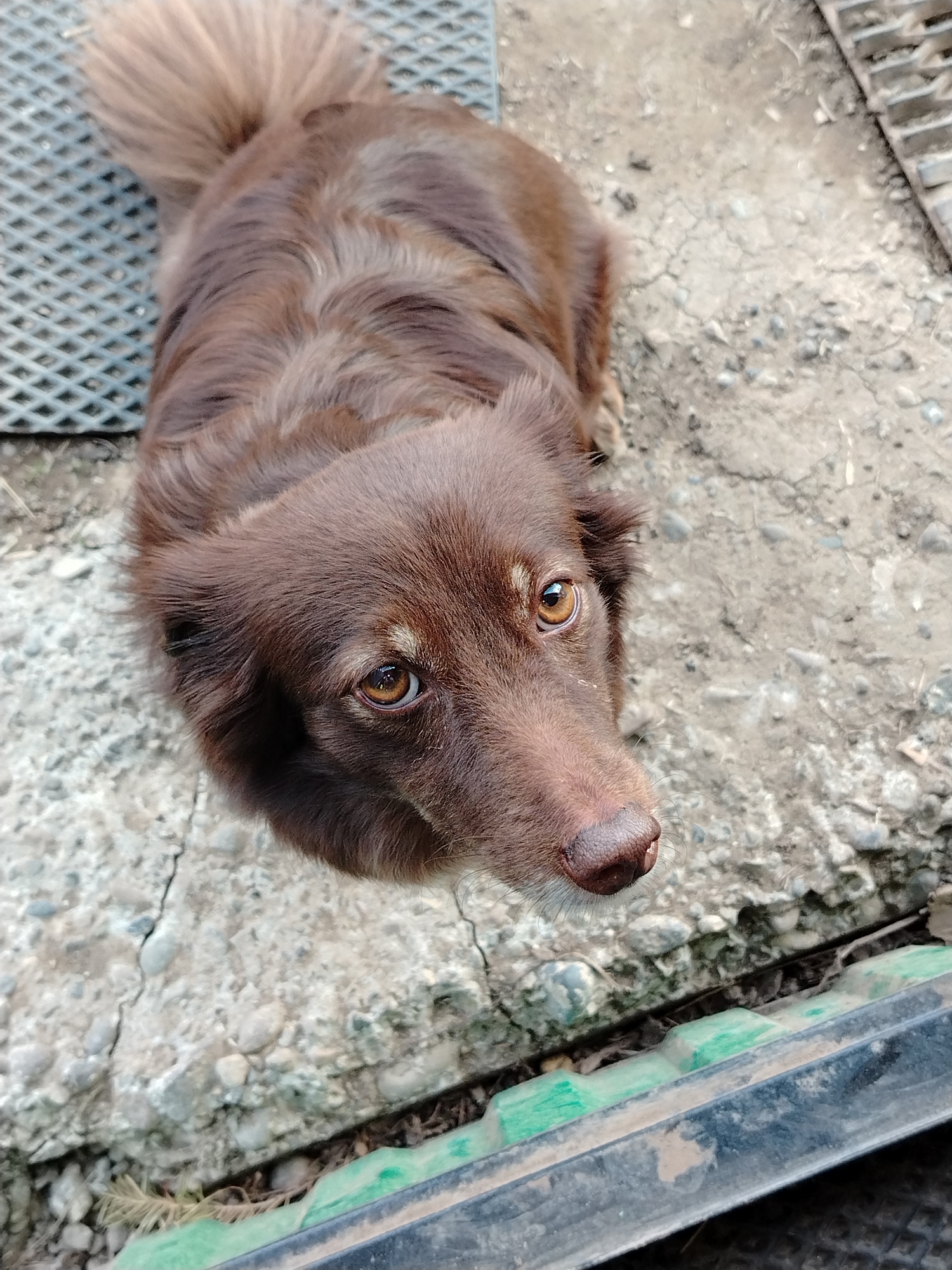 A brown, medium-sized dog lies on a cracked concrete surface next to a black and green plastic border. The dog is positioned towards the upper left of the image, with its head tilted upward and forward. The dog has brown fur, with a lighter shade on its tail. The background includes a grid-like metal surface. The dog's eyes are brown and it is looking directly at the camera. The location is unspecified and there is no information that specifies that the location is in Гожан, Russia.