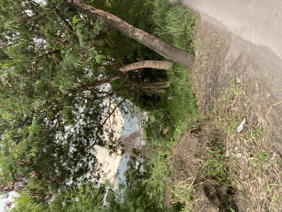 The image shows a dirt road in Kecamatan Margaasih, Indonesia. The road is bordered by a grassy area and a large pile of dirt and debris. There are several trees growing along the side of the road, and a few small shrubs are visible in the distance. The sky is partly cloudy, with a light pink hue in the distance. The image was taken at a slight angle, looking down the road from the edge of the grassy area. The road is relatively empty, with no vehicles or people visible. The image was taken from a point close to the road, and the grassy area and pile of dirt are in the foreground. There are a few pieces of litter visible on the ground. The image was taken during the day, and the light is slightly hazy. The image was captured at the location in Kecamatan Margaasih, Indonesia, based on coordinates (latitude: -6.962, longitude: 107.536).