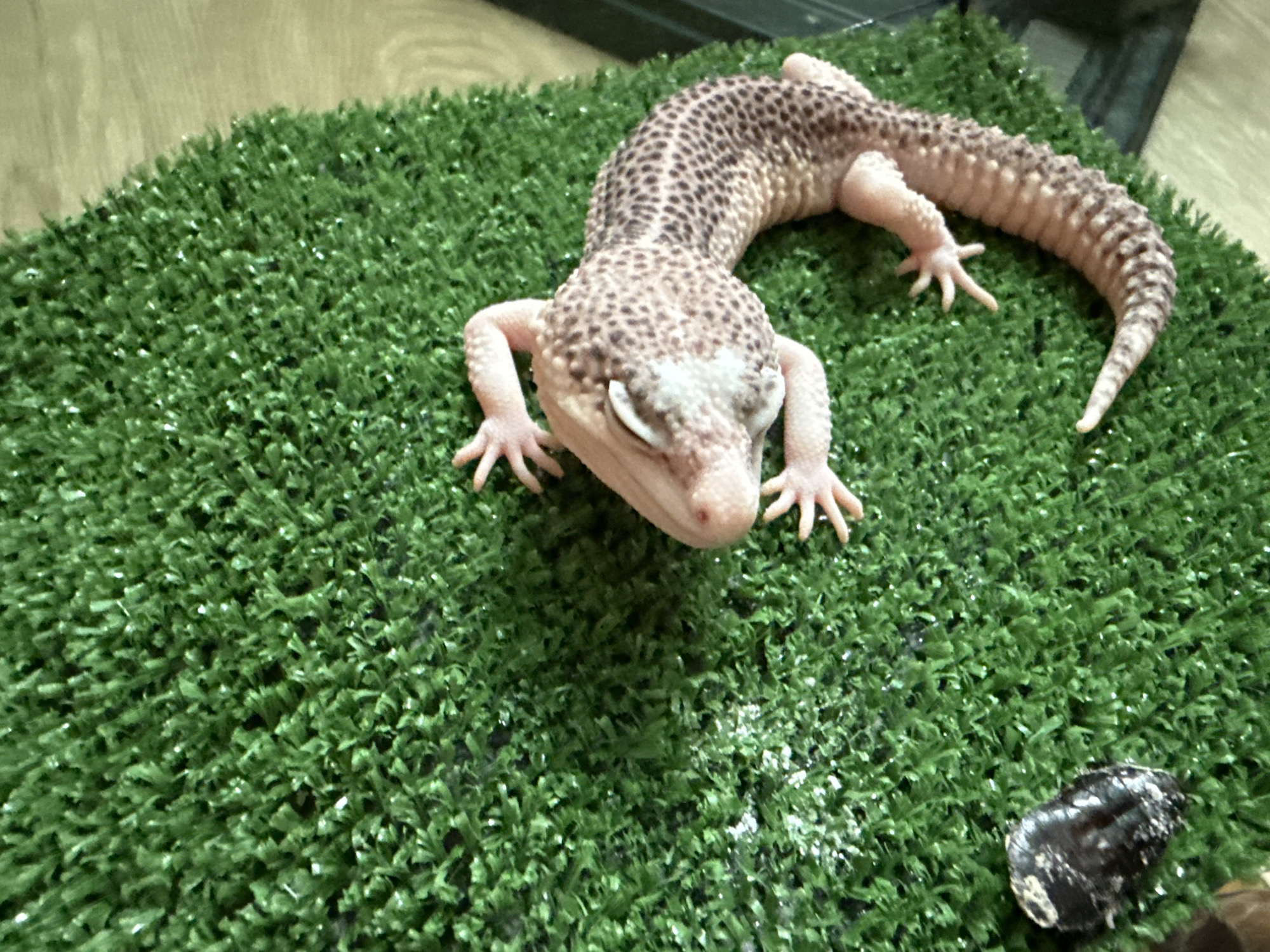 A leopard gecko rests on artificial turf. The gecko is light pink with dark brown spots and markings, with a white area on its head. The artificial turf is a vibrant green. A dark object, possibly a rock, is present near the bottom right of the frame. The location is Unknown, Unknown.