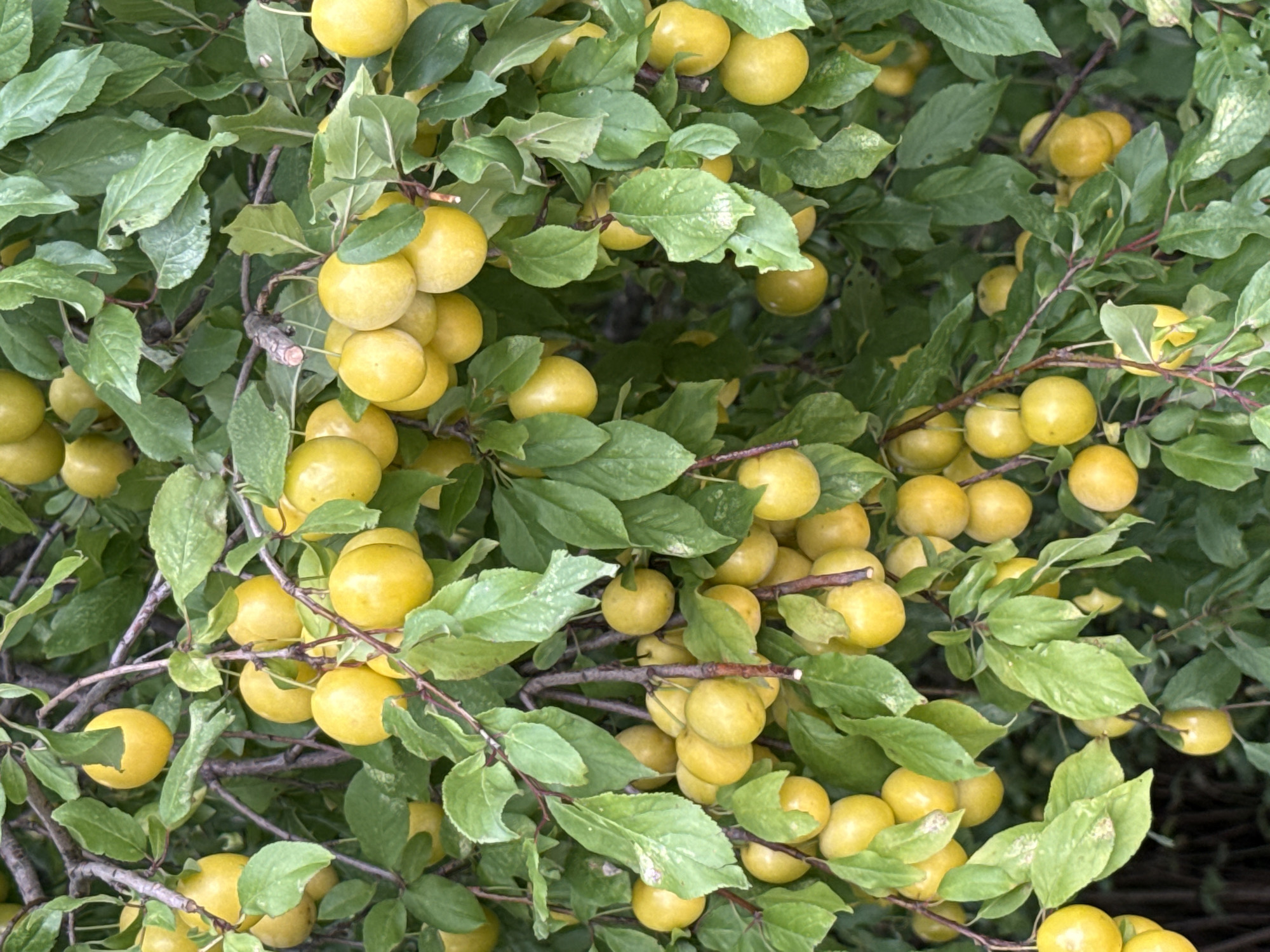 The image shows a close-up view of a plum tree heavily laden with ripe, yellow plums. The fruit are small to medium-sized and round, hanging in clusters from branches that are partially obscured by lush green leaves. Some leaves show signs of minor damage, such as small holes. The background is a blur of green foliage and darker shadows, suggesting the tree is in a natural or garden setting. The lighting is natural, with dappled sunlight illuminating the fruit. The scene appears to be from Aukštieji Rusokai, Lithuania, given the context provided. There are no people or animals visible in the image.