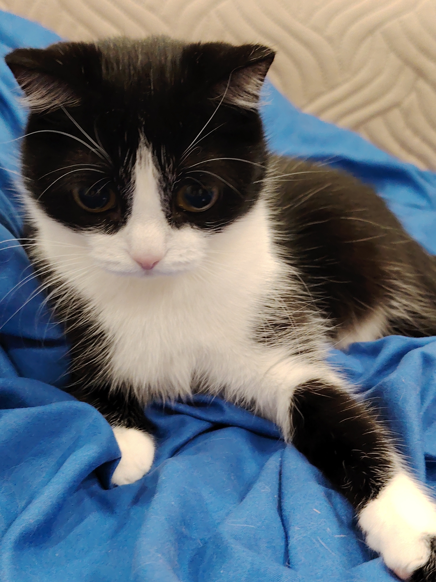 A black and white cat is lying on a blue blanket. The cat has a white chest and paws, and its head and back are black. It is indoors and the location is unknown.